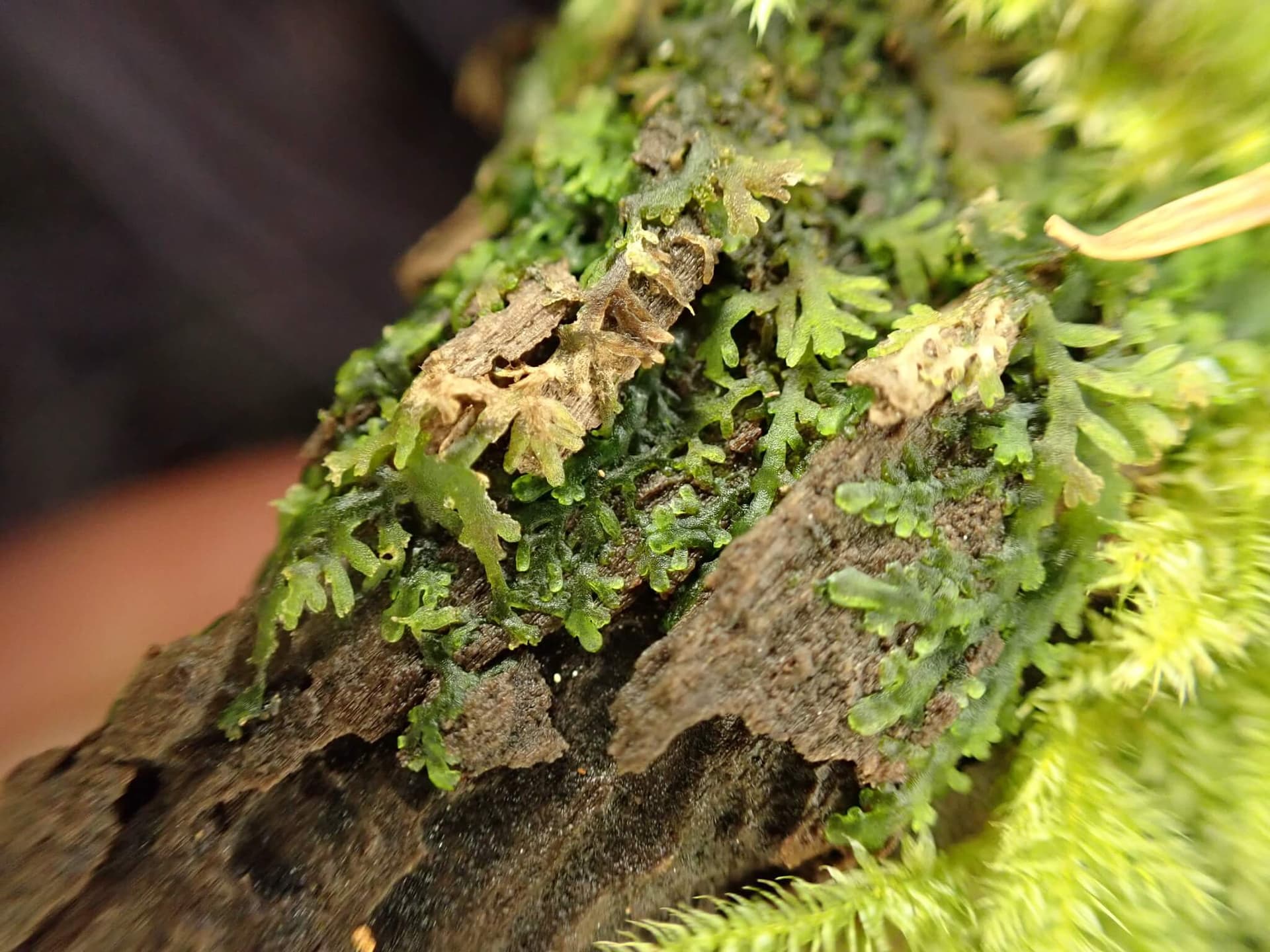 Coral Moss image