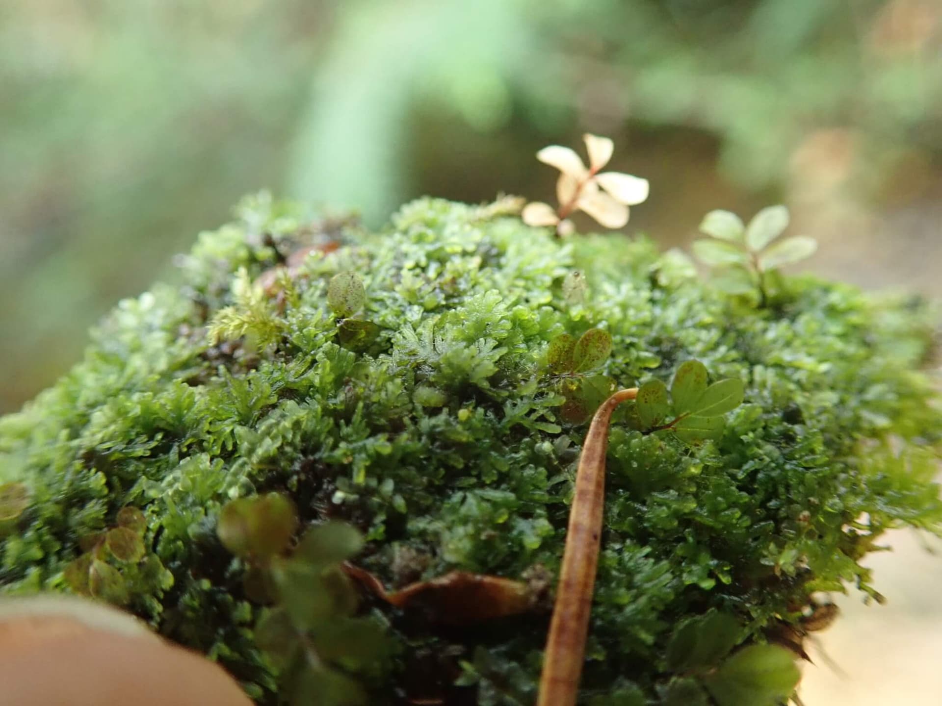 Coral Moss image