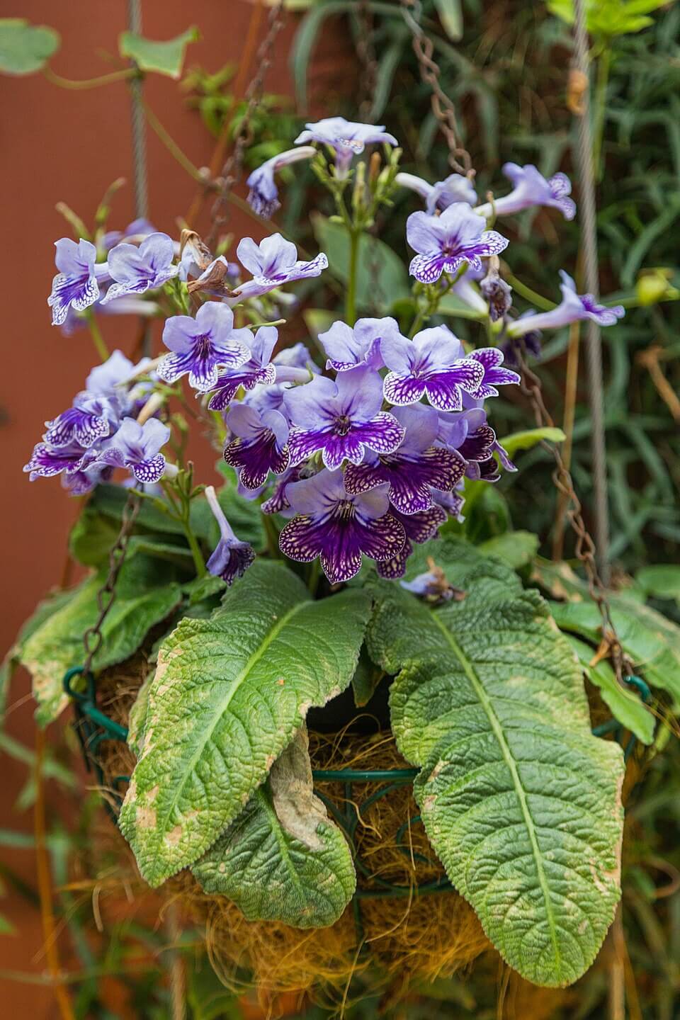 African Violet image