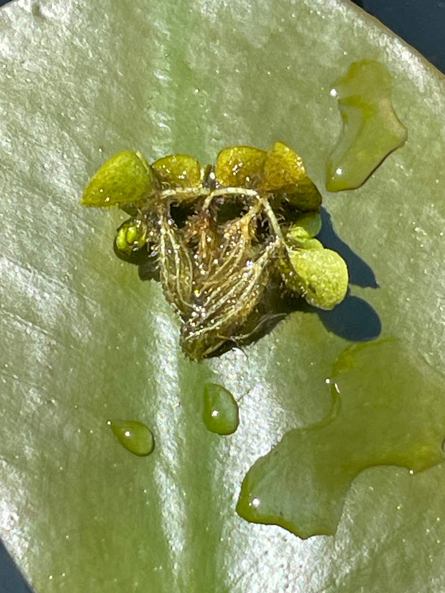 Water Spangles image