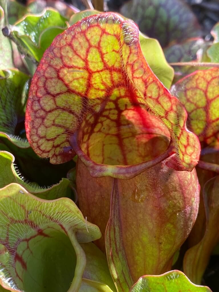 Southern Purple Pitcher Plant image
