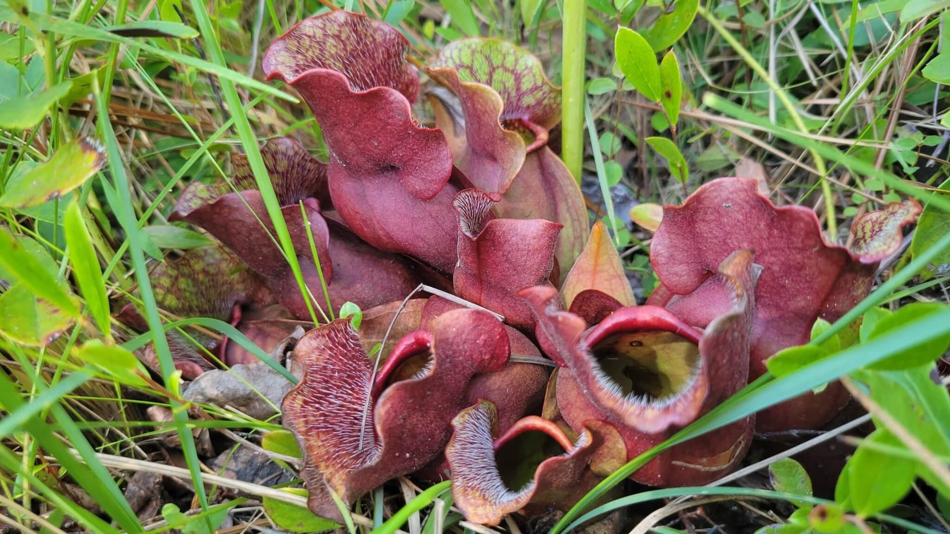 Southern Purple Pitcher Plant image