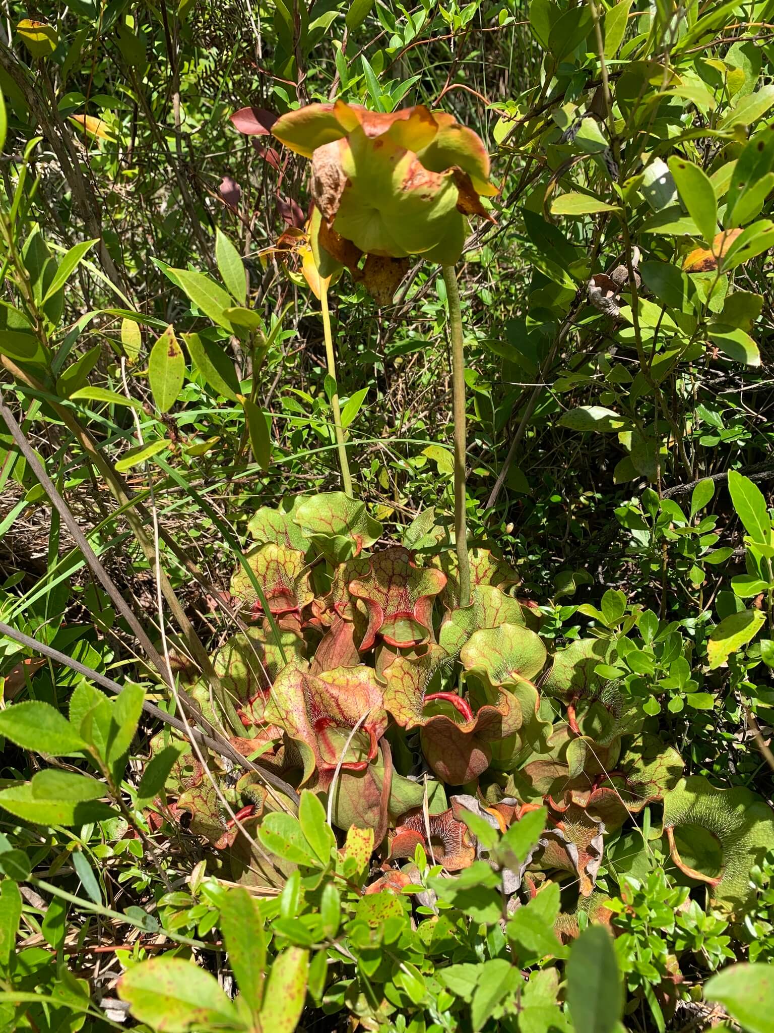 Southern Purple Pitcher Plant image