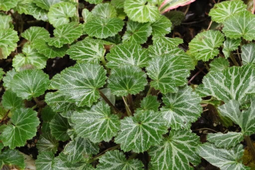 Strawberry Begonia image