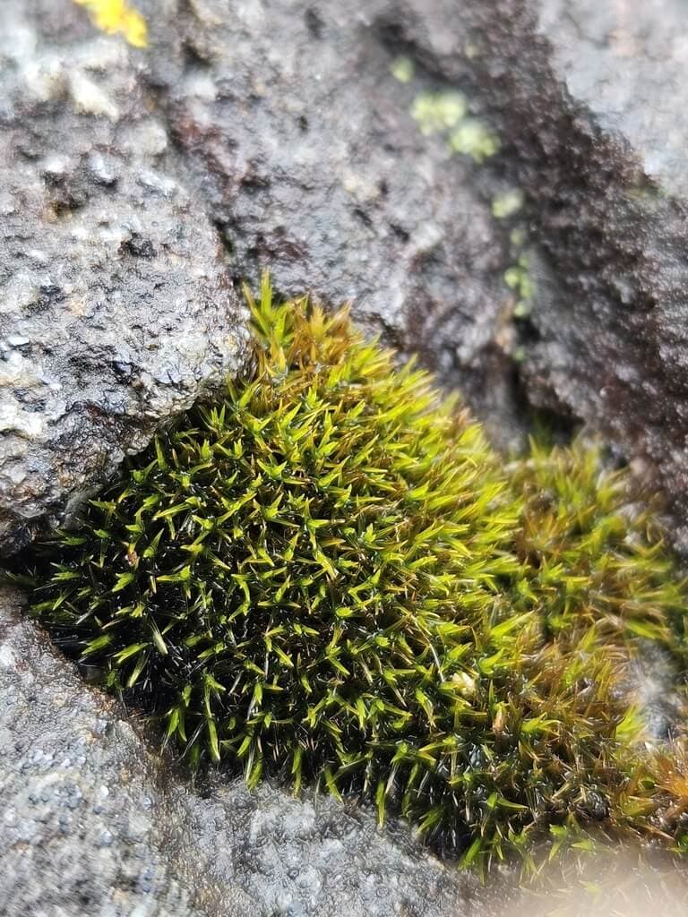 Seaside Grimmia image