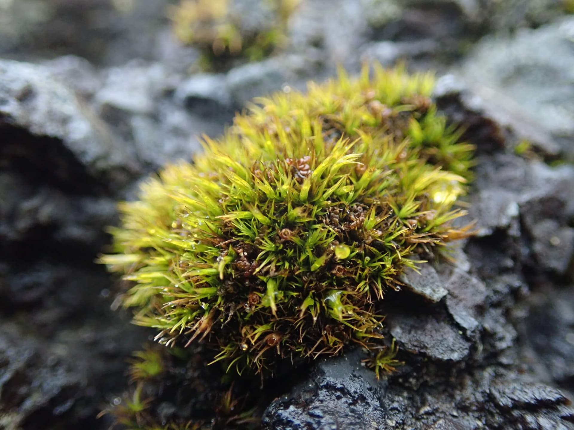 Seaside Grimmia image