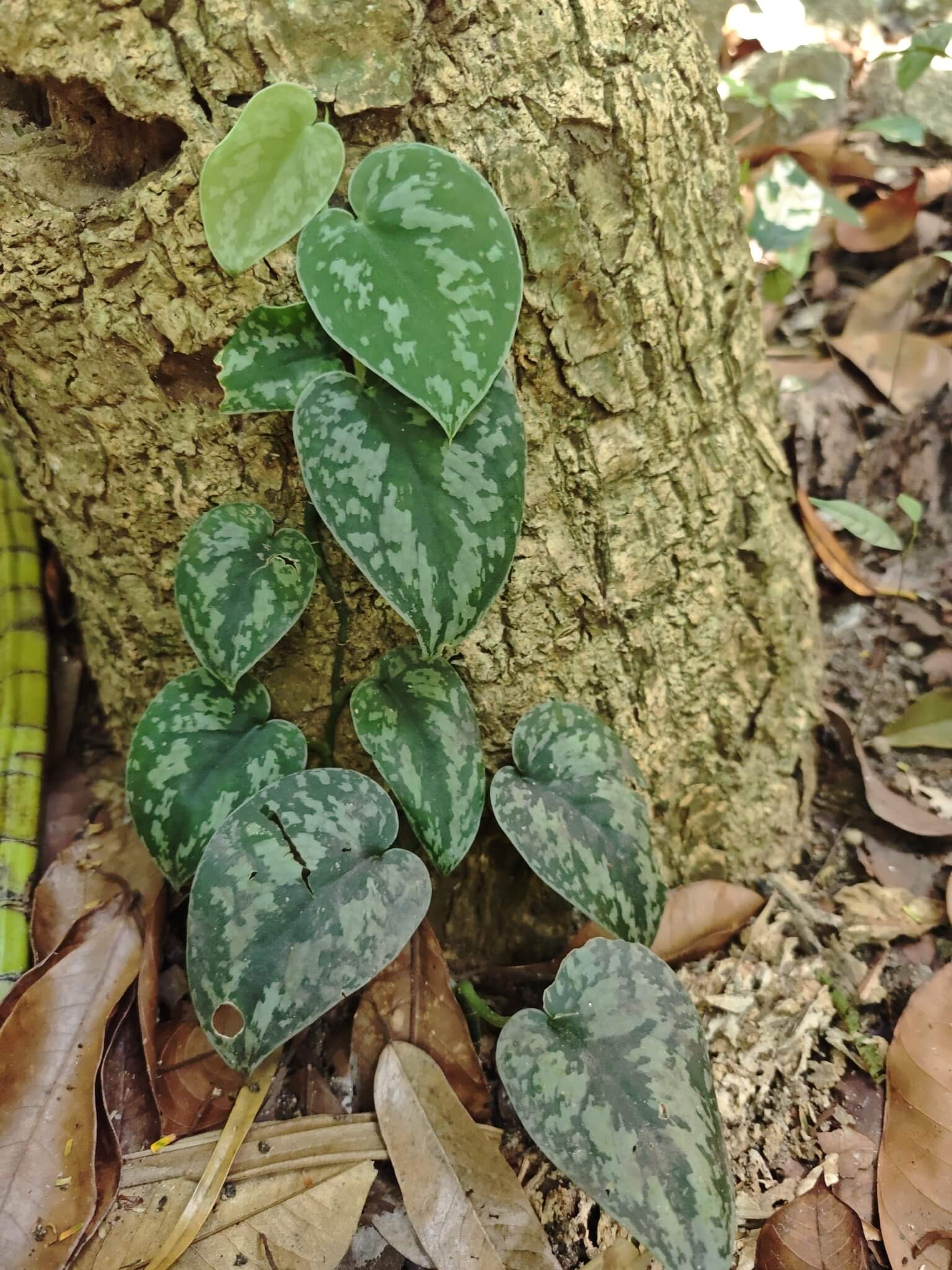 Satin Pothos image