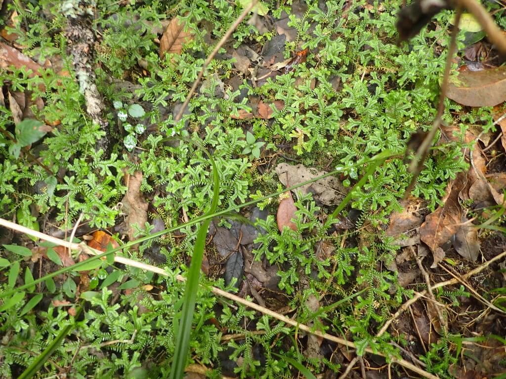 Krauss's Clubmoss image