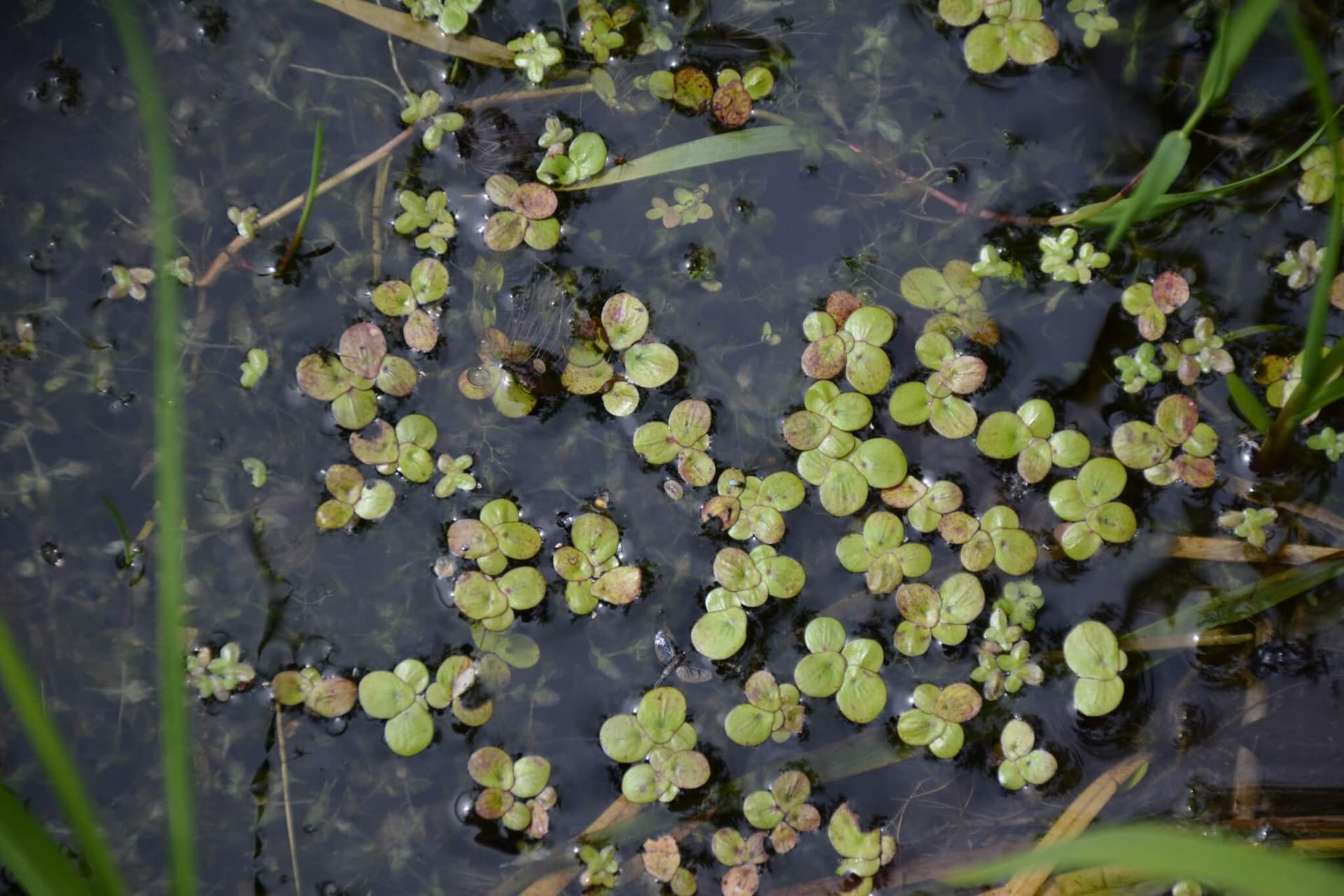 Greater Duckweed image