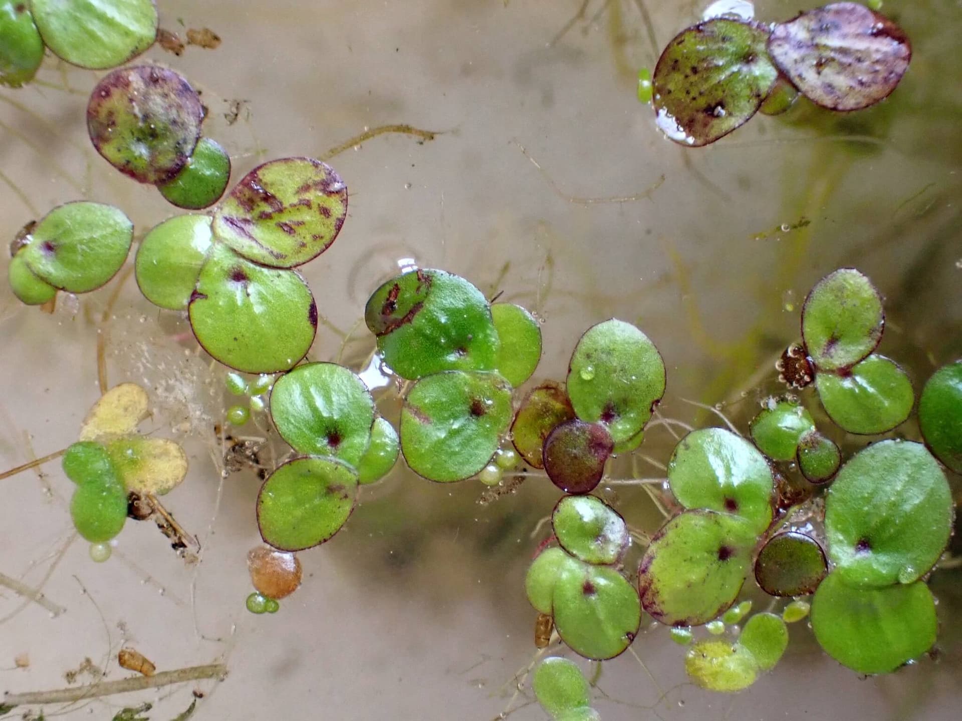 Greater Duckweed image