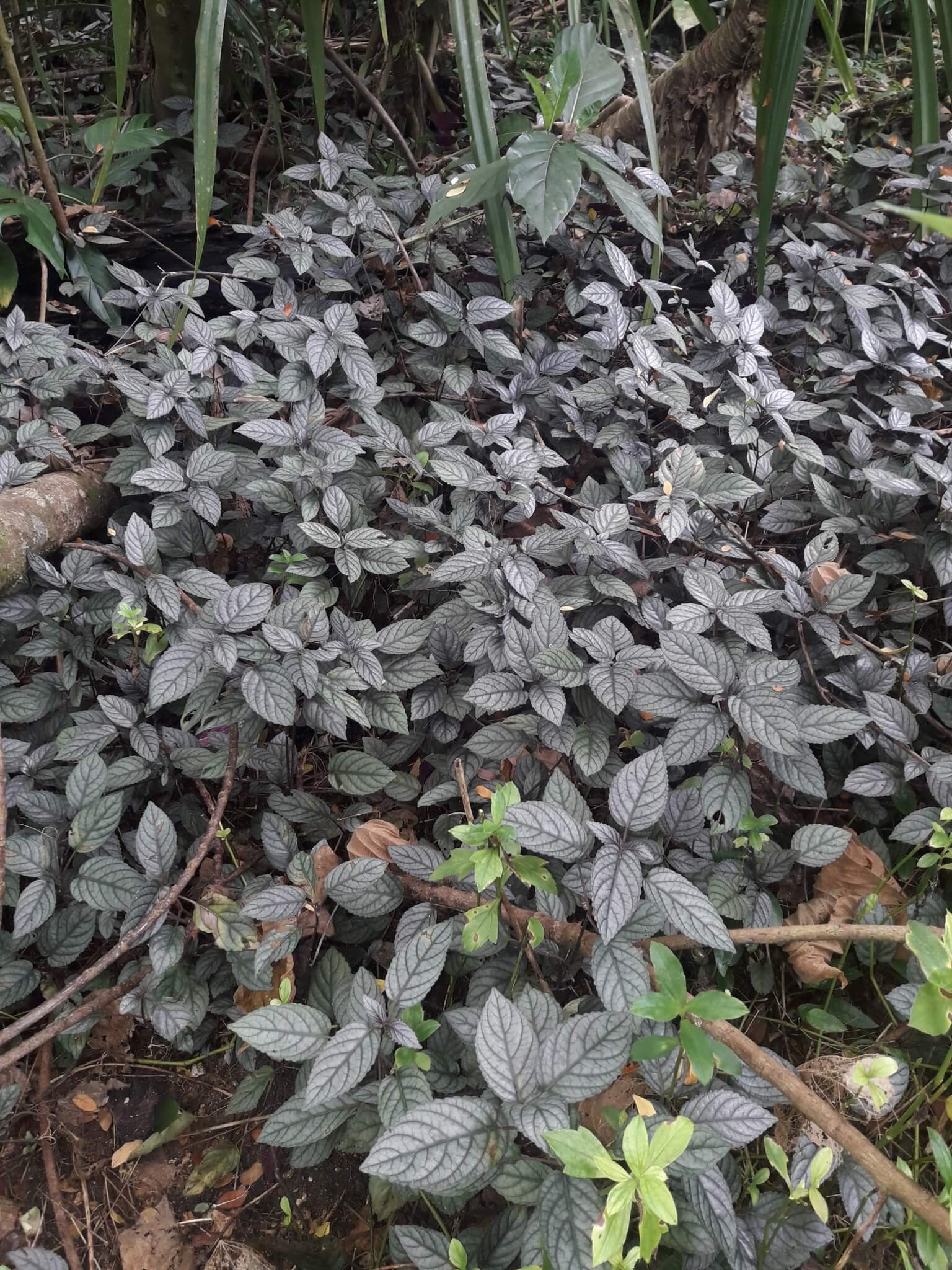 Purple Waffle Plant image