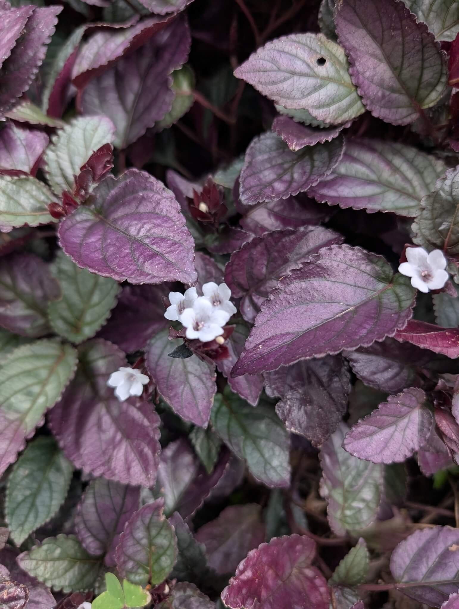 Purple Waffle Plant image