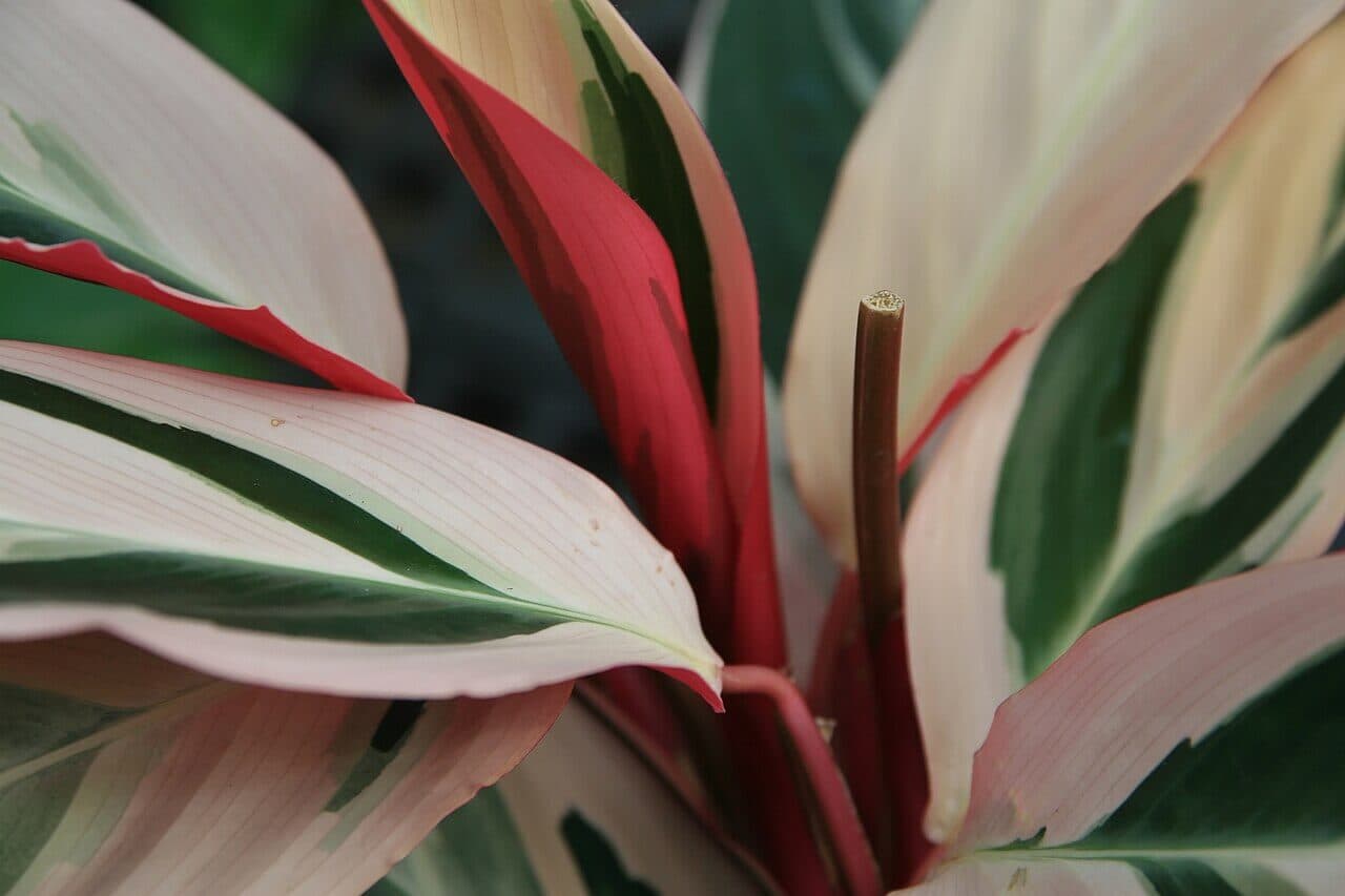 Triostar Stromanthe image
