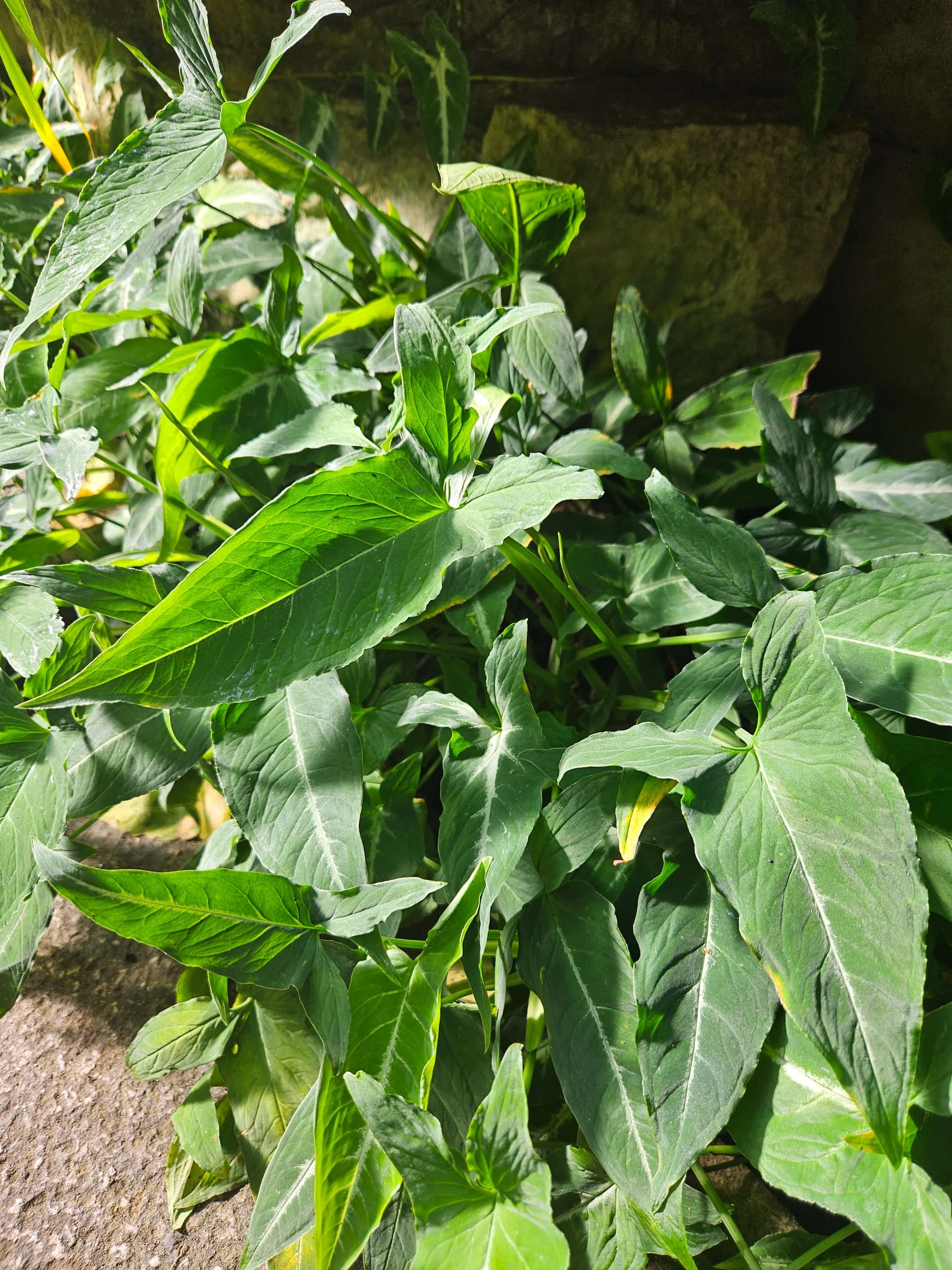 Arrowhead Vine image
