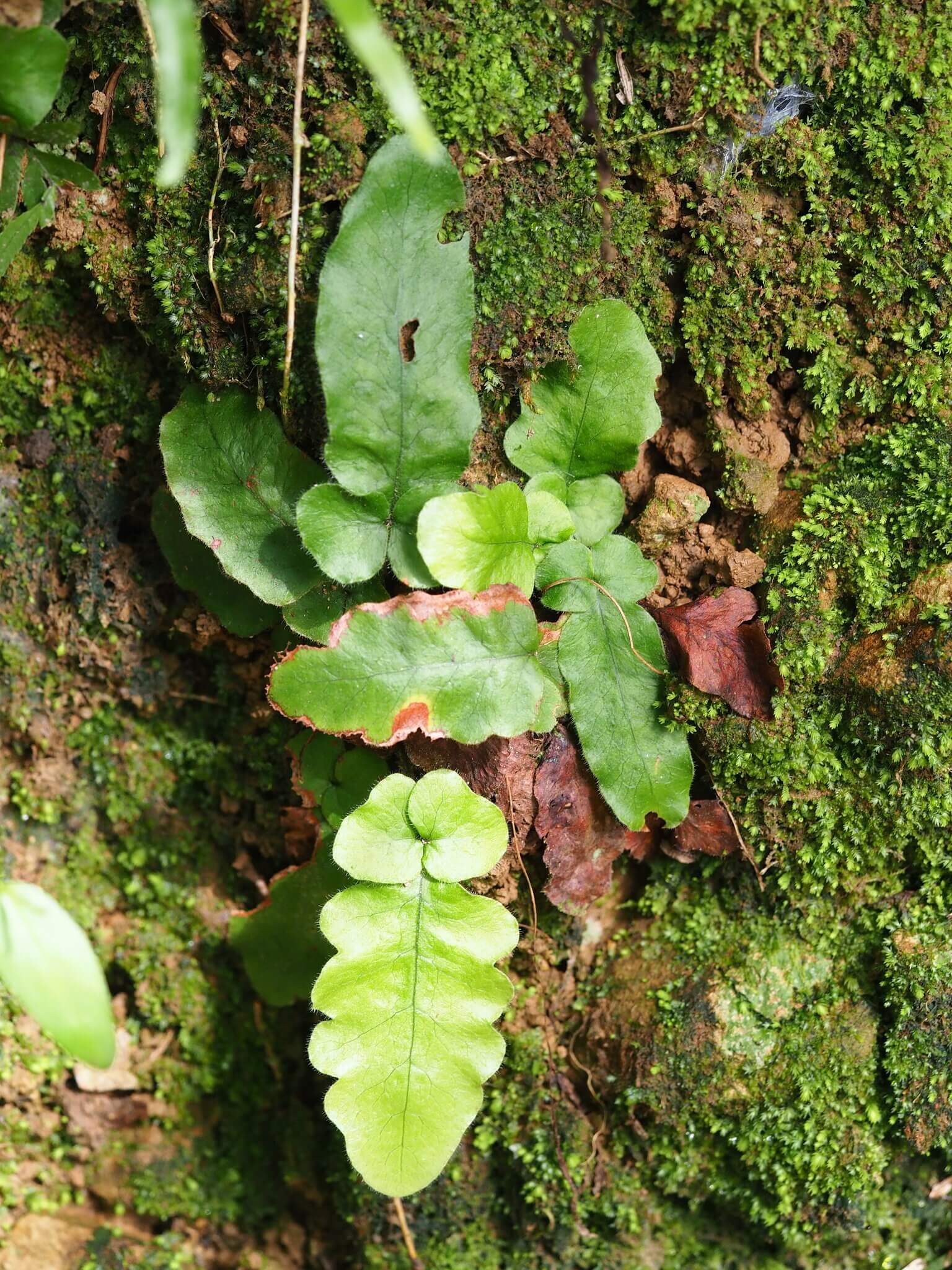 Oak Leaf Fern image