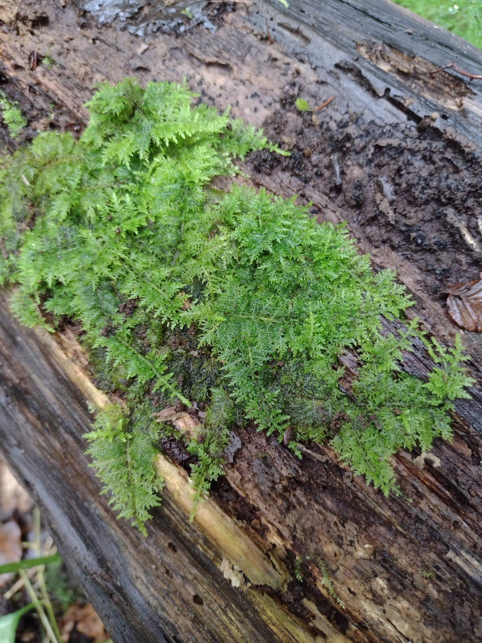 Fern Moss image