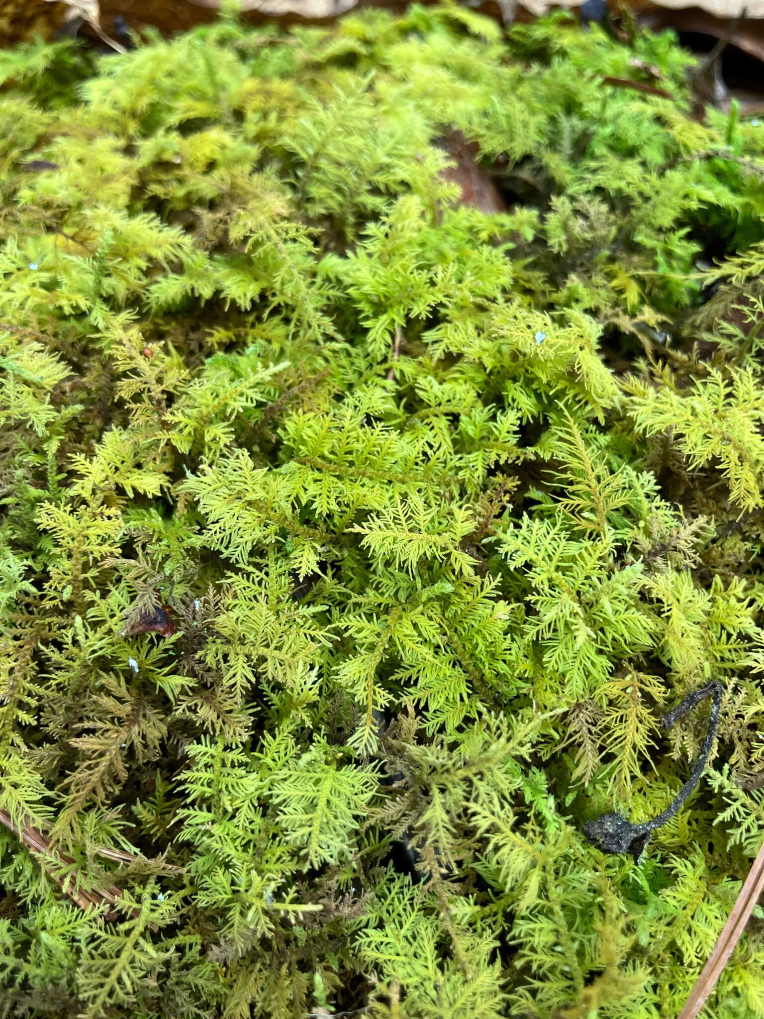 Fern Moss image