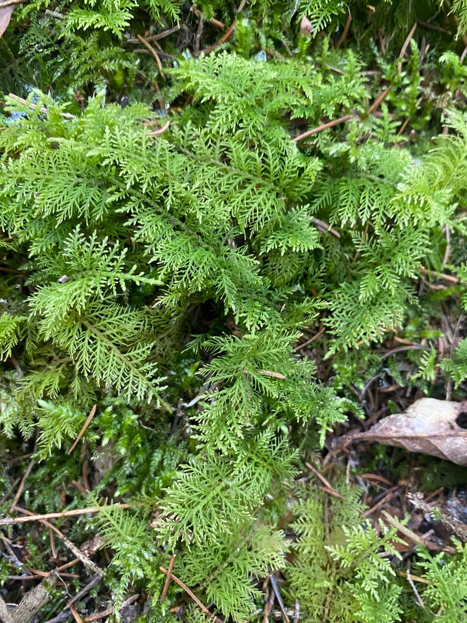 Common Tamarisk Moss image