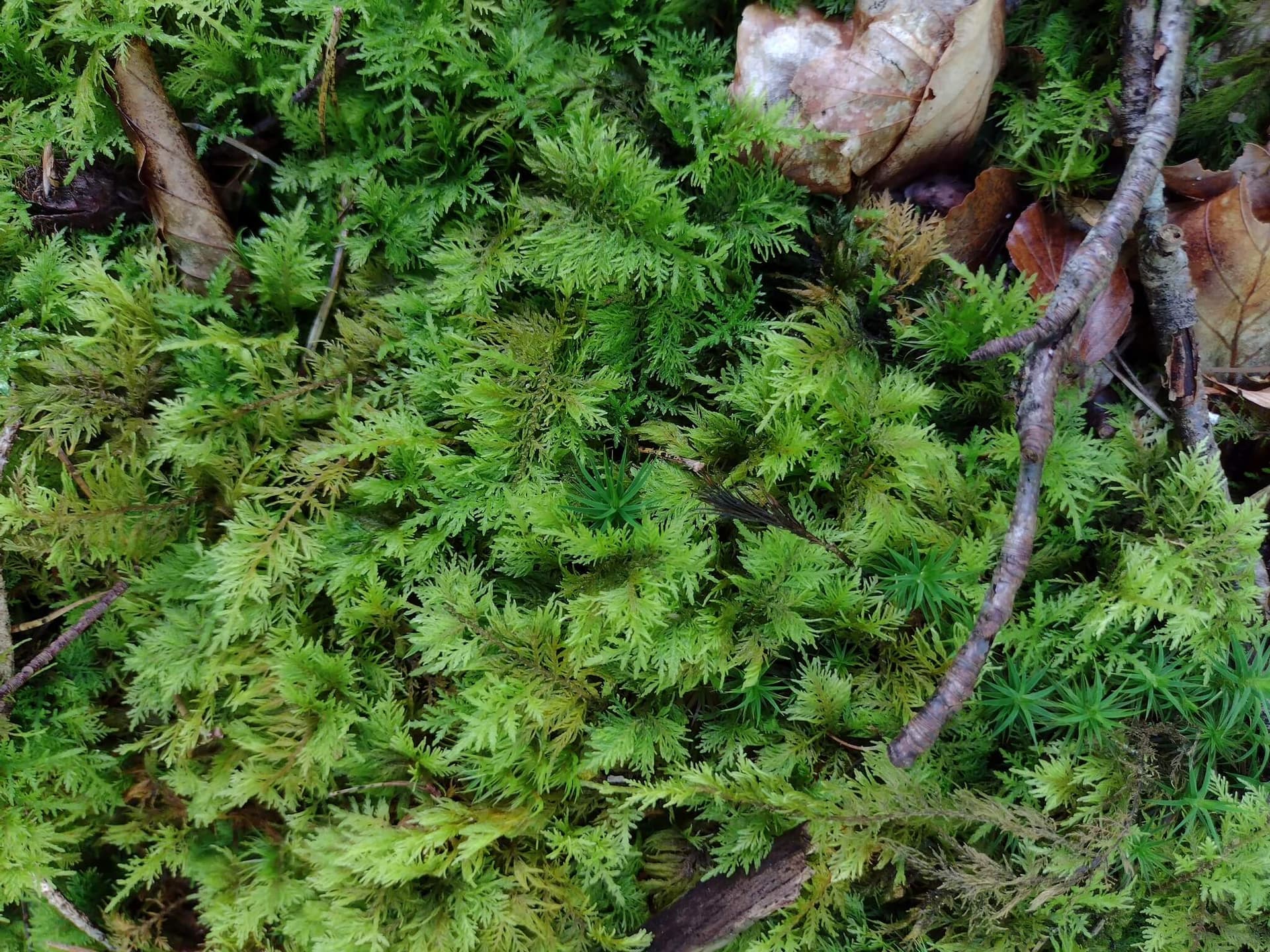 Common Tamarisk Moss image