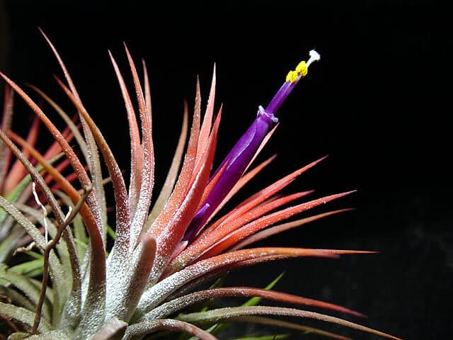 Blushing Bride Air Plant image