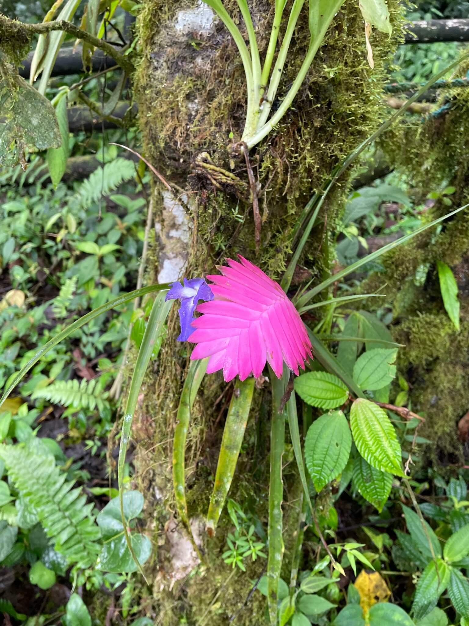 Pink Quill image