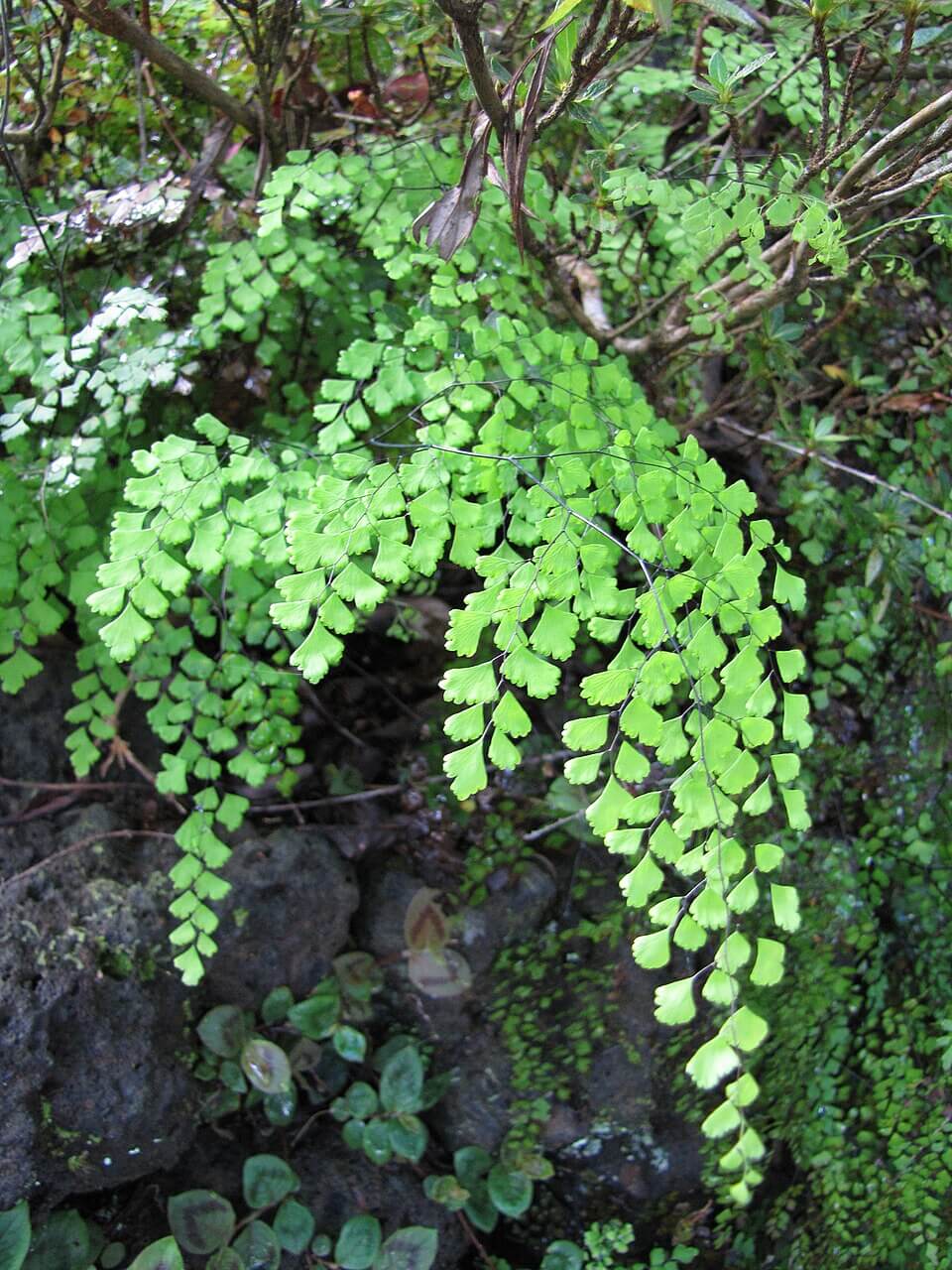 Maidenhair Fern image
