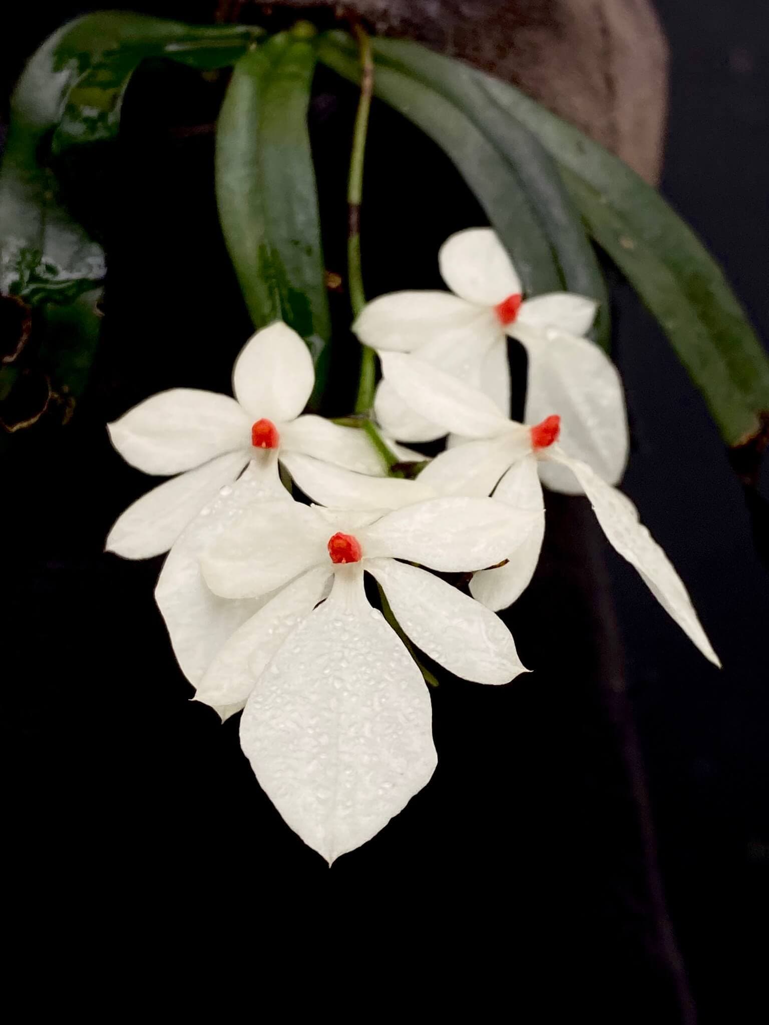 The Beige Aerangis with Red Spots image