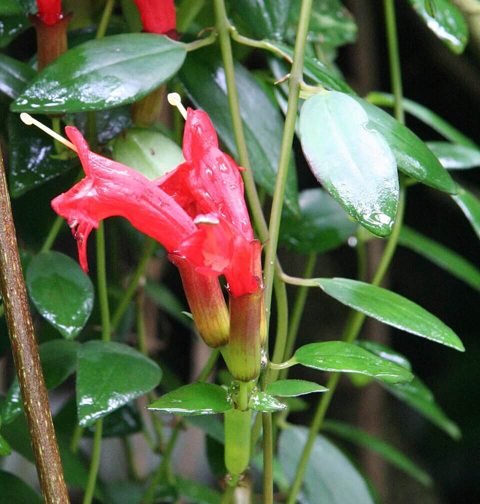 Lipstick Plant image