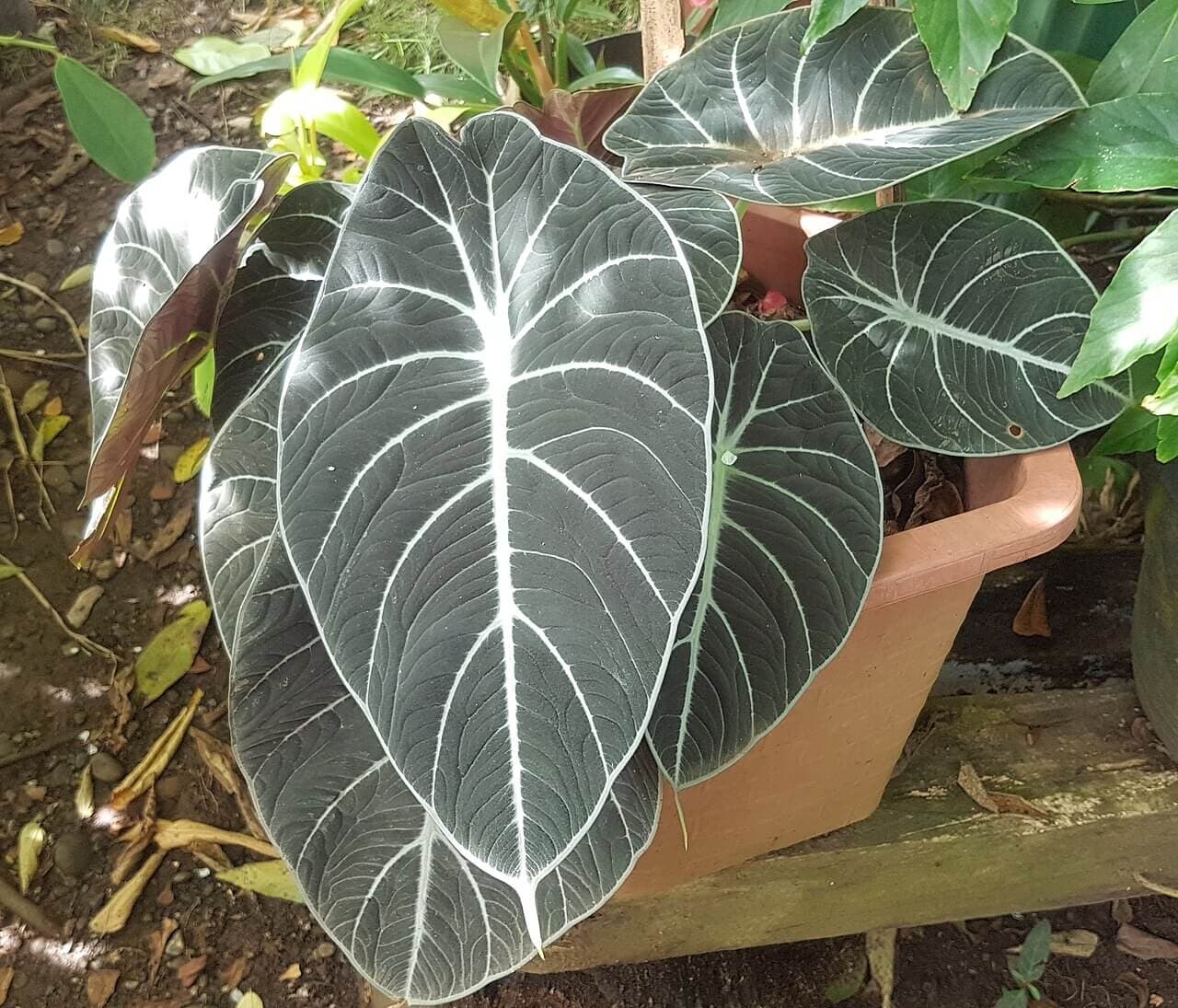 Black Velvet Alocasia image