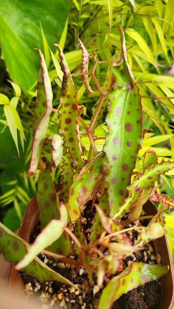 Begonia amphioxus image