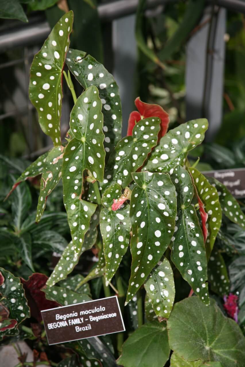 Polka Dot Begonia image
