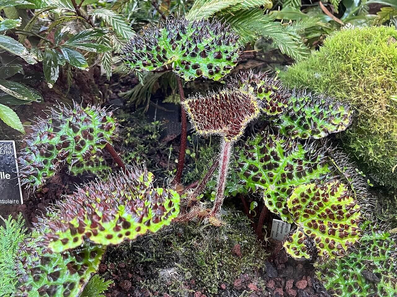 Toad Wart Begonia image