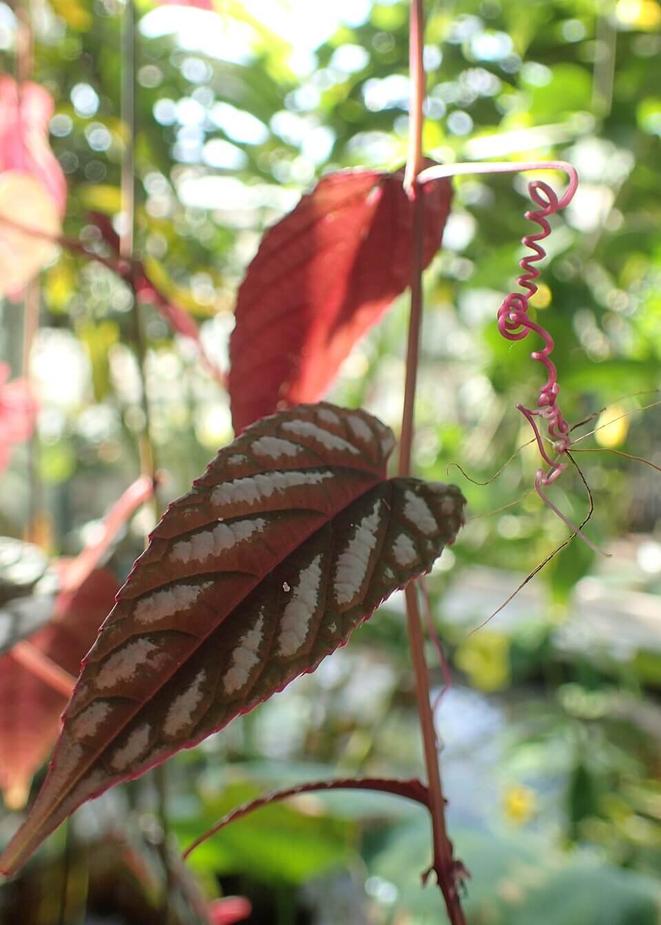 Rex Begonia Vine image