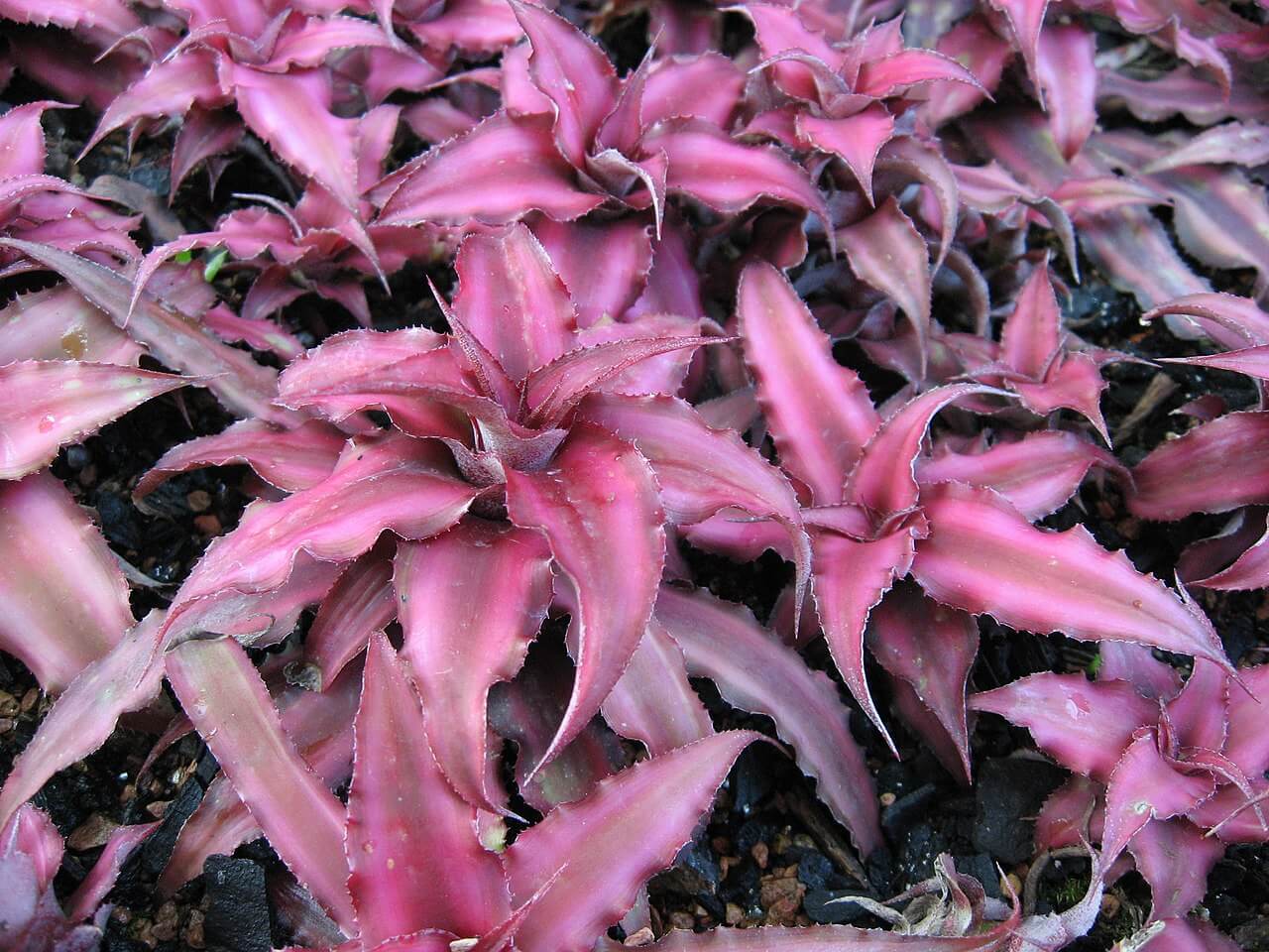 Cryptanthus bivittatus image