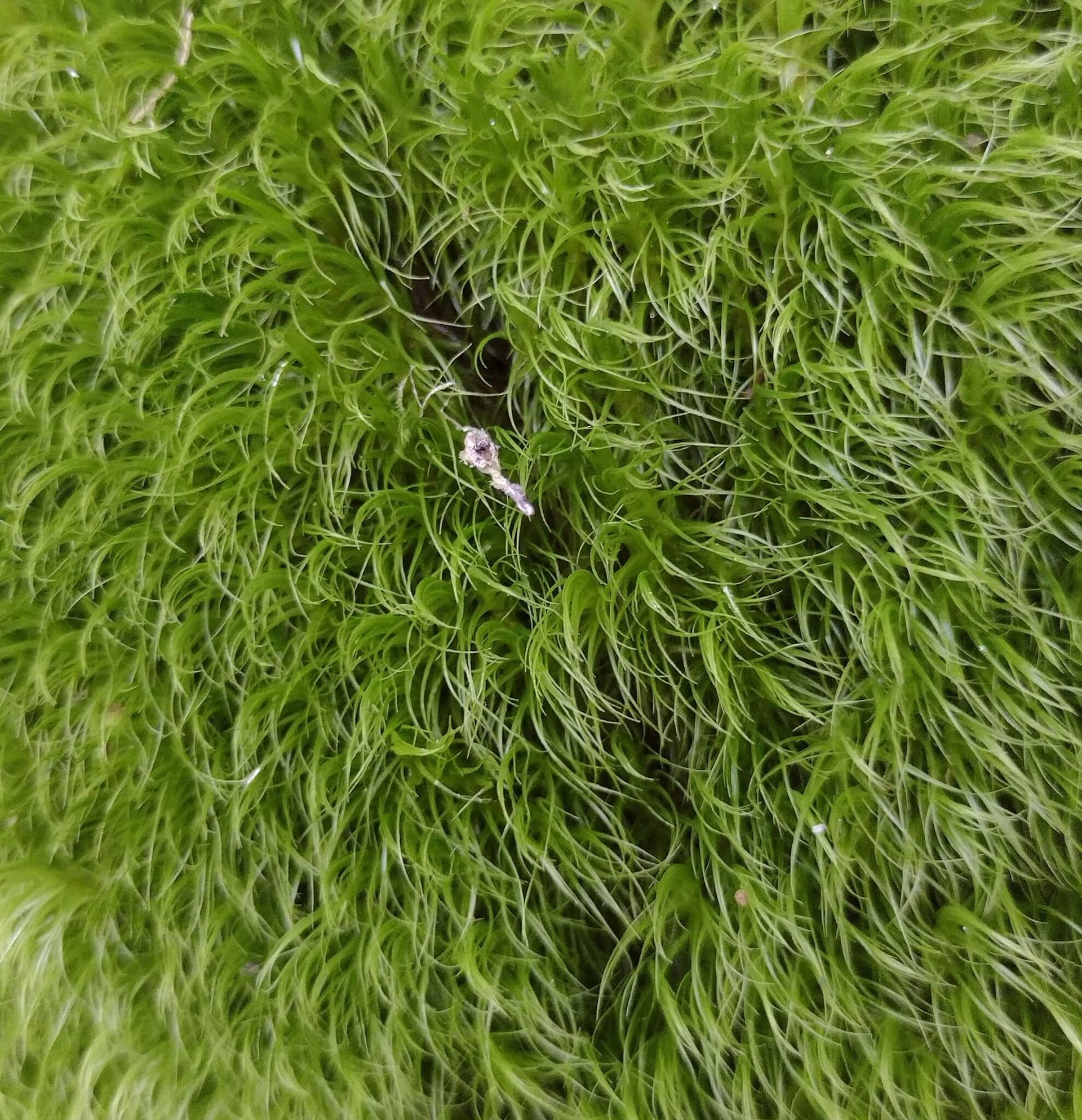 Greater Fork-moss image