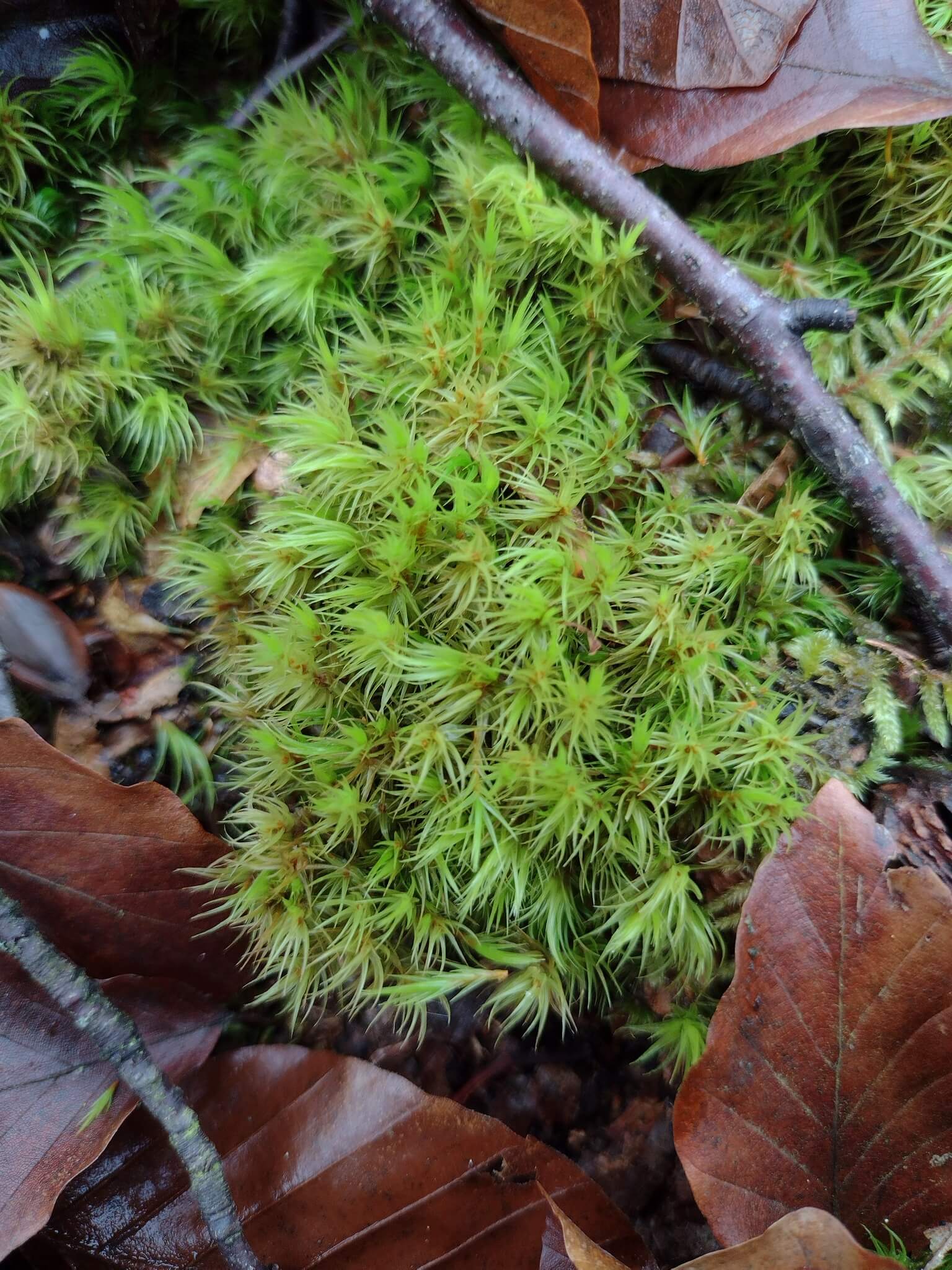 Mood Moss image
