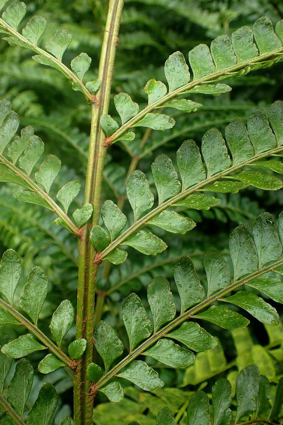 Mahogany Fern image