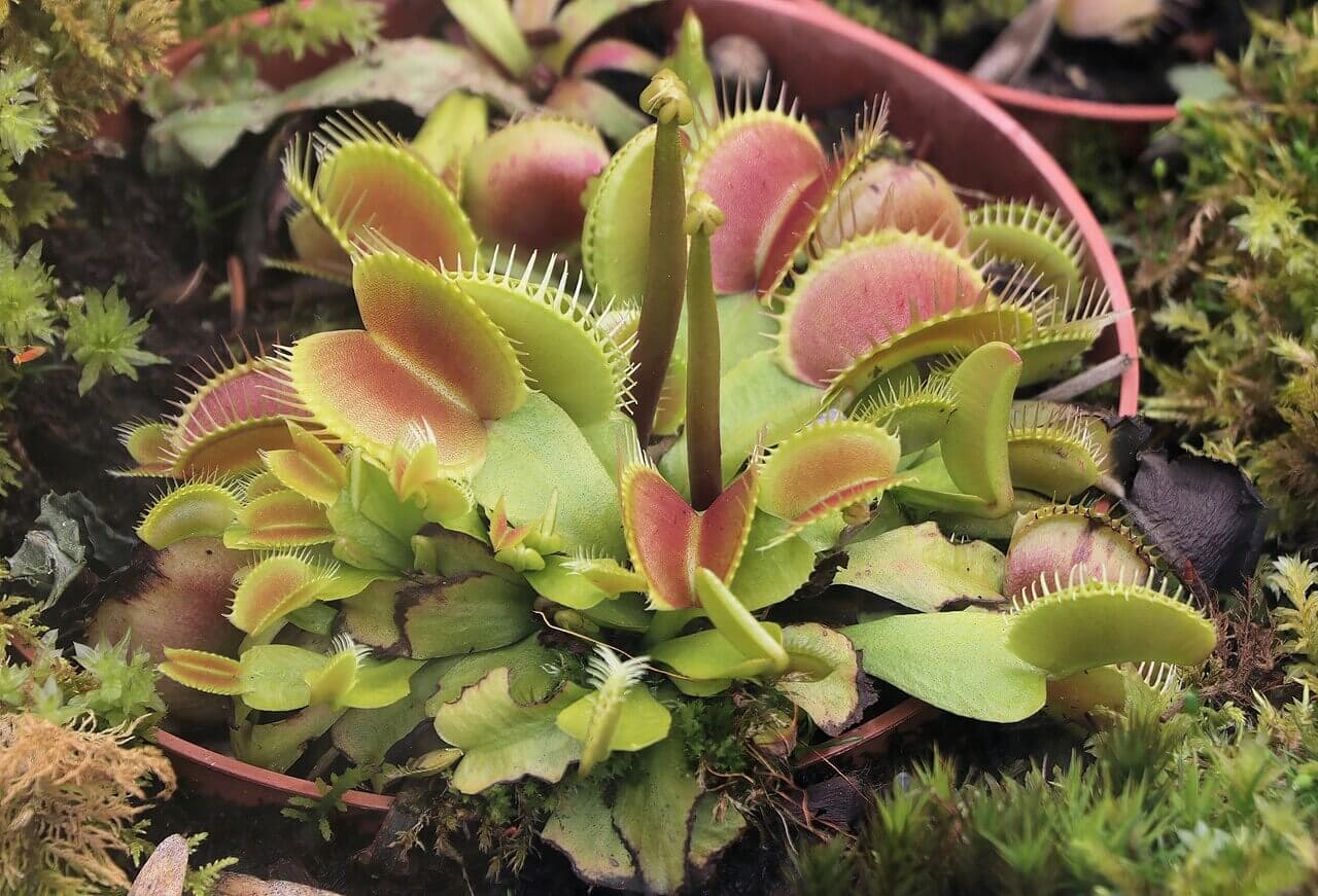 Venus Flytrap image