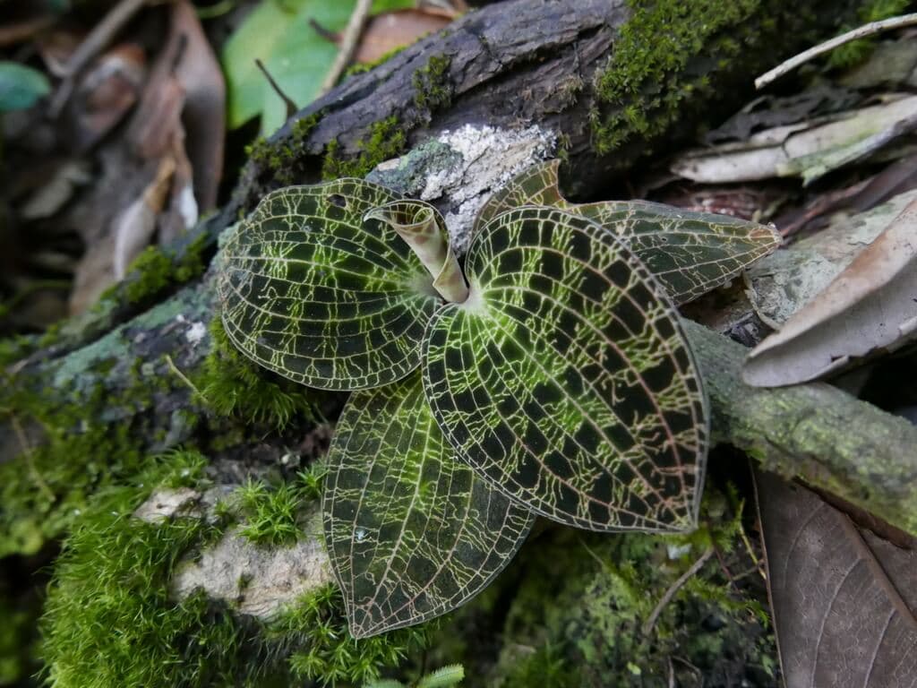 Queen of Jewel Orchids image