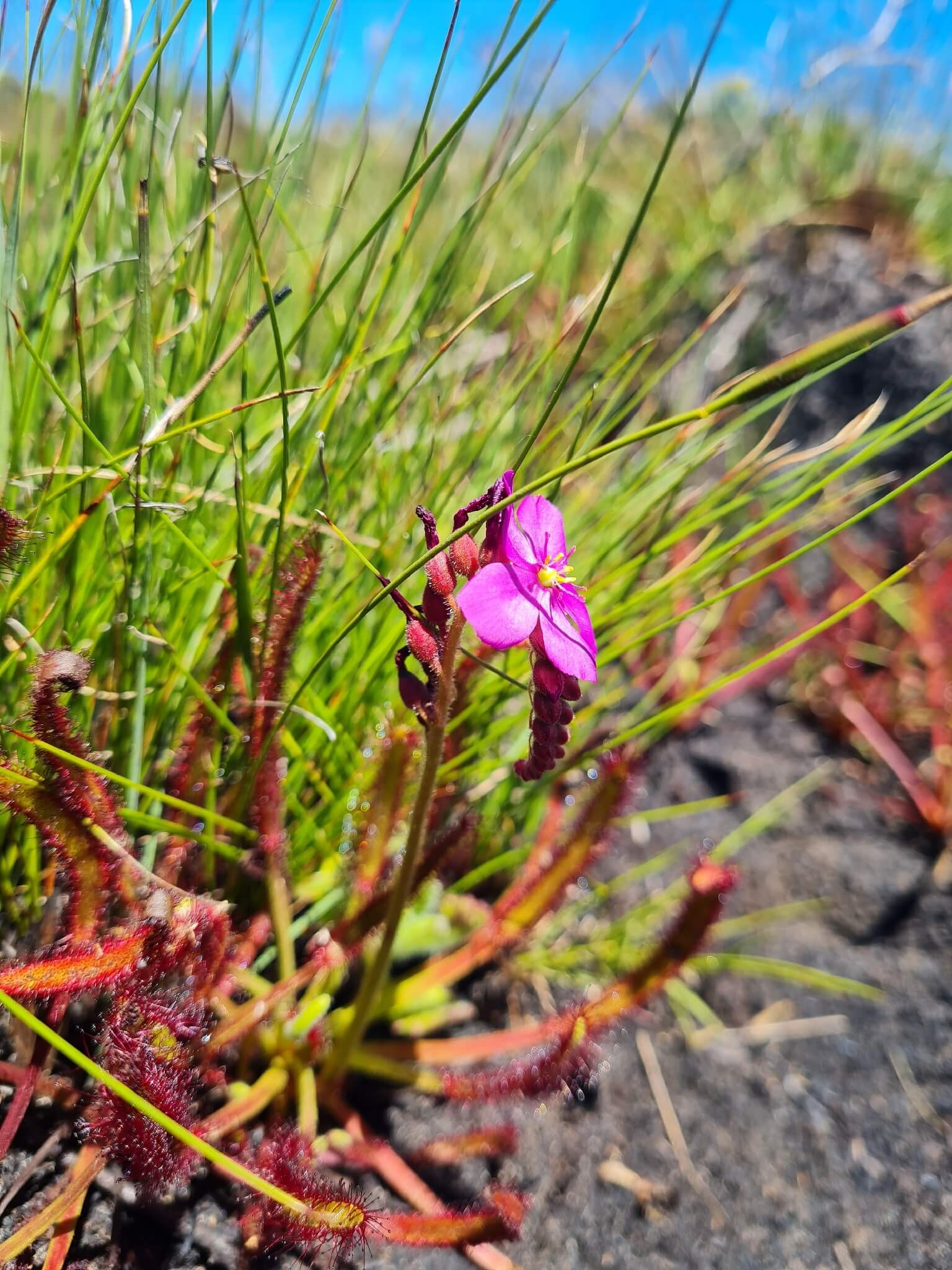 Cape Sundew image
