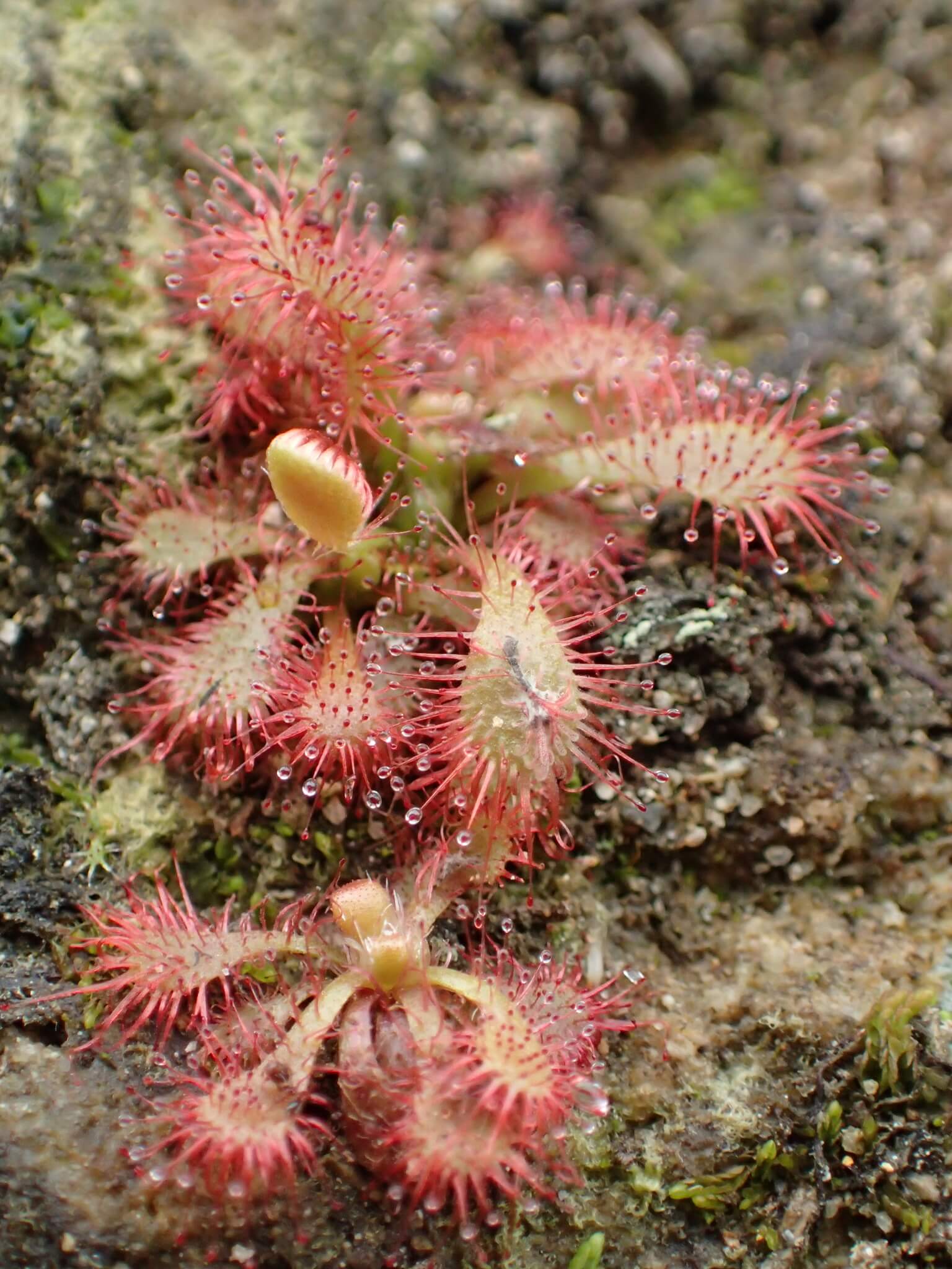 Spoon-leaved Sundew image