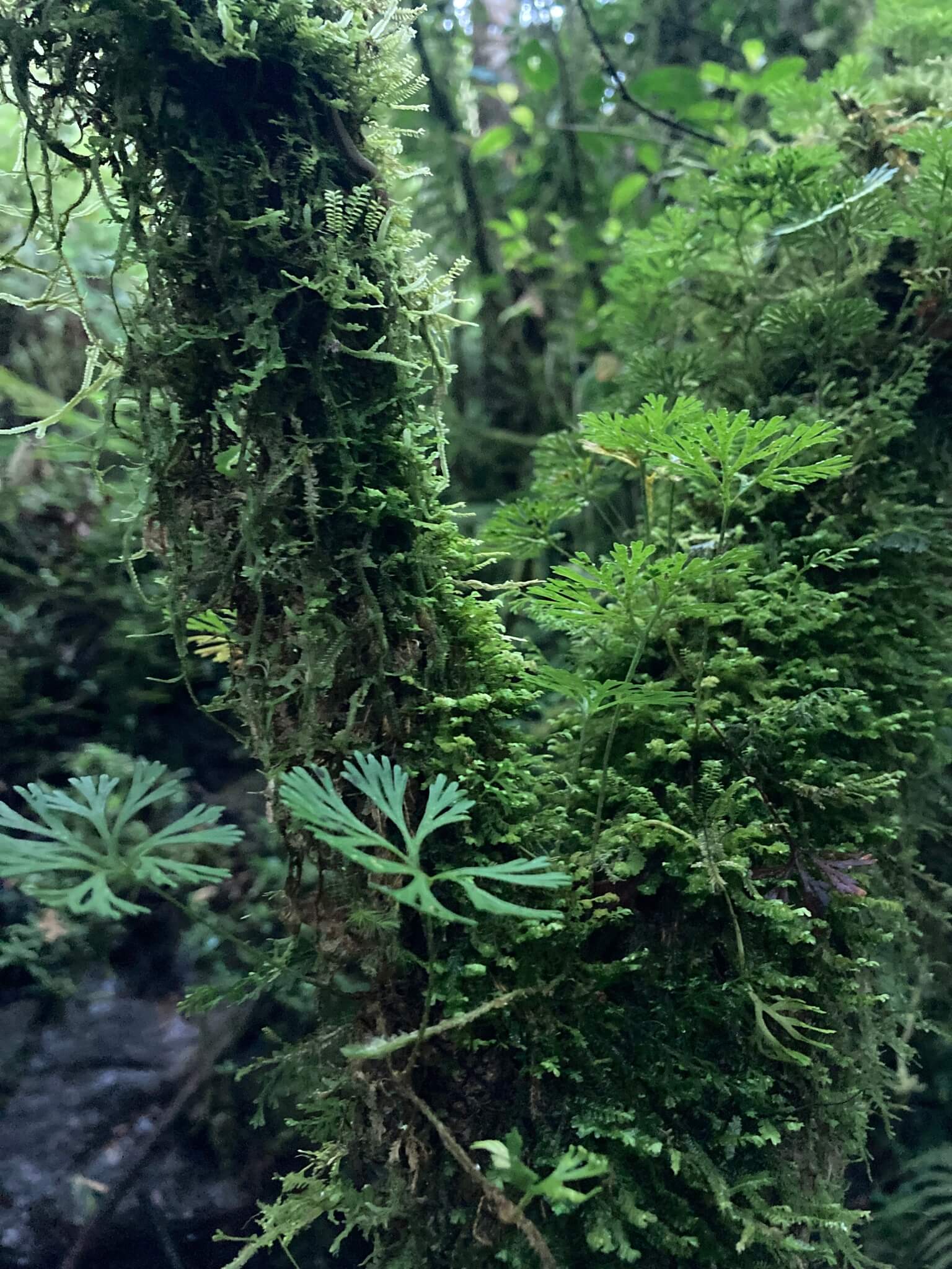 Peltate Tongue Fern image