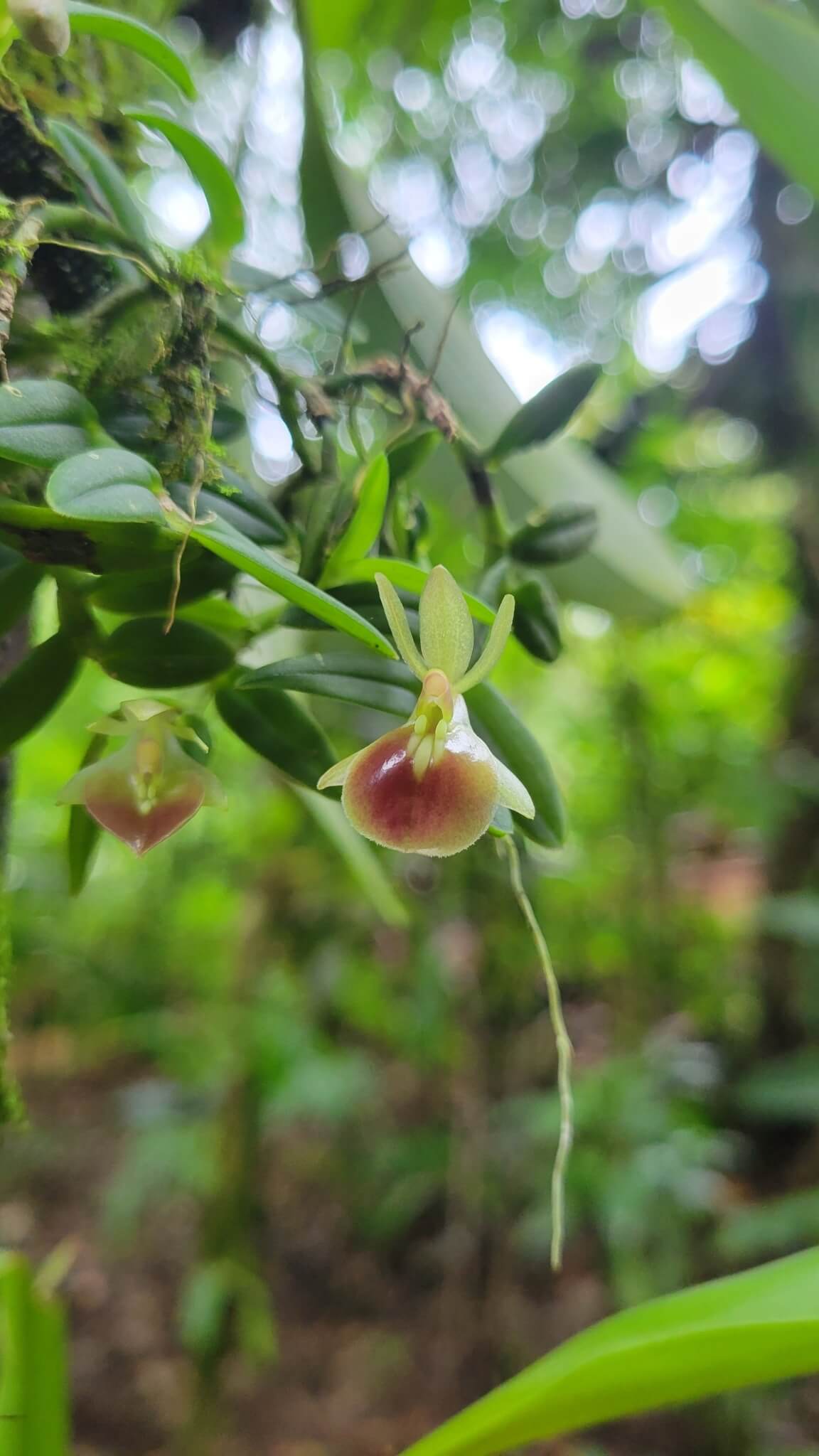 Beetle Orchid image