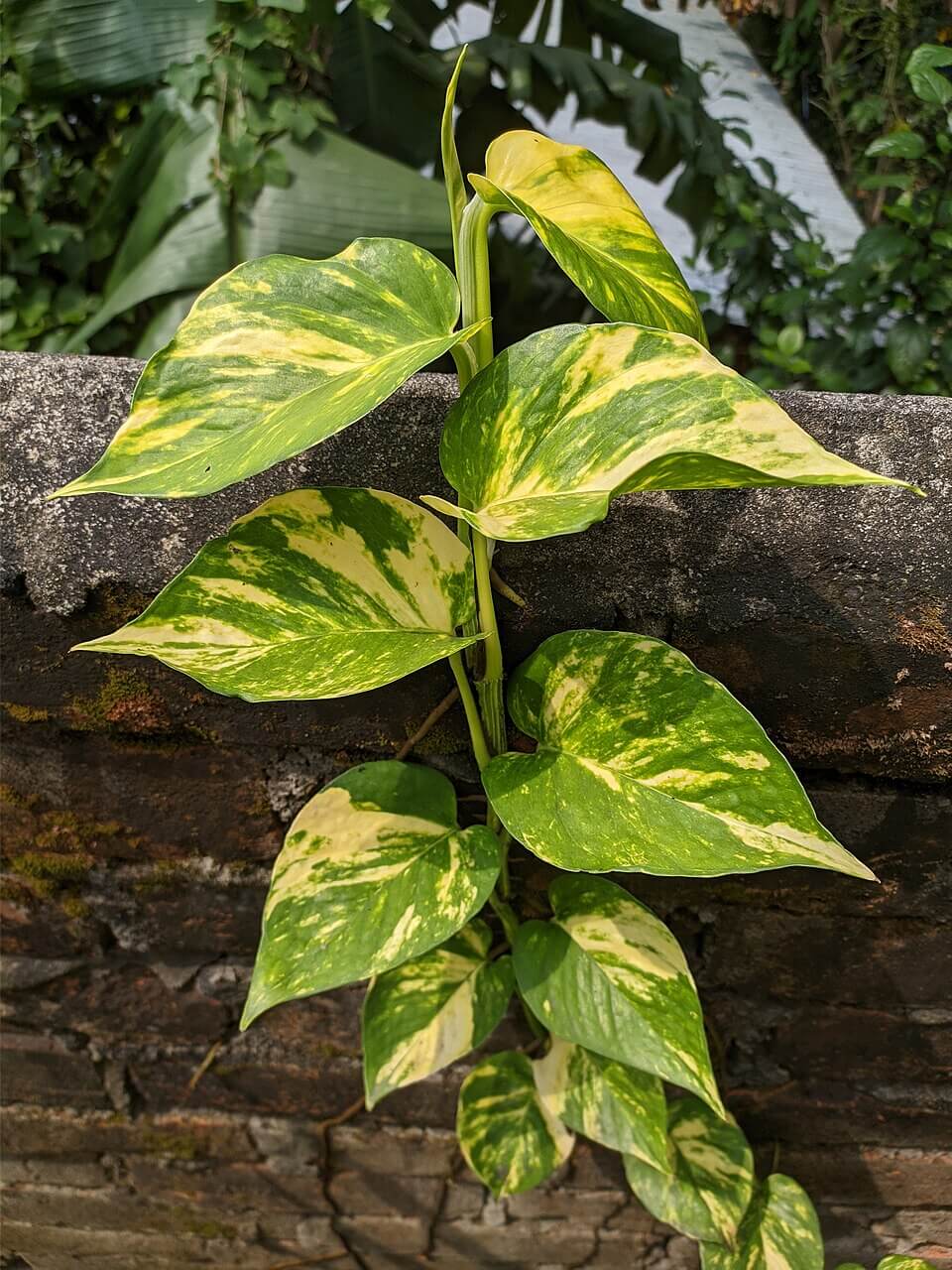 Golden Pothos image