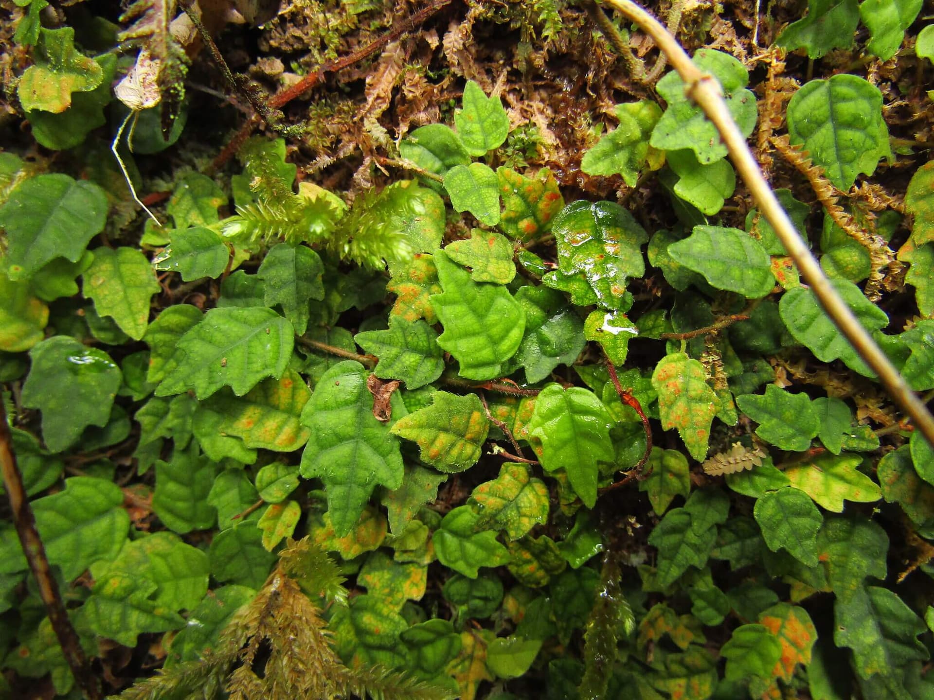 String of Frogs image