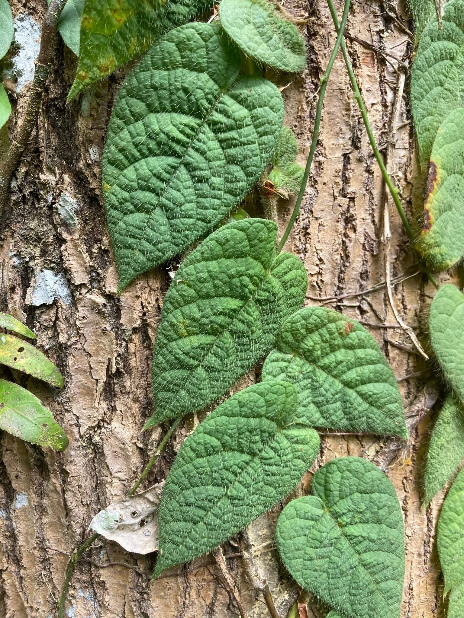 Hairy-leaf Climbing Fig image