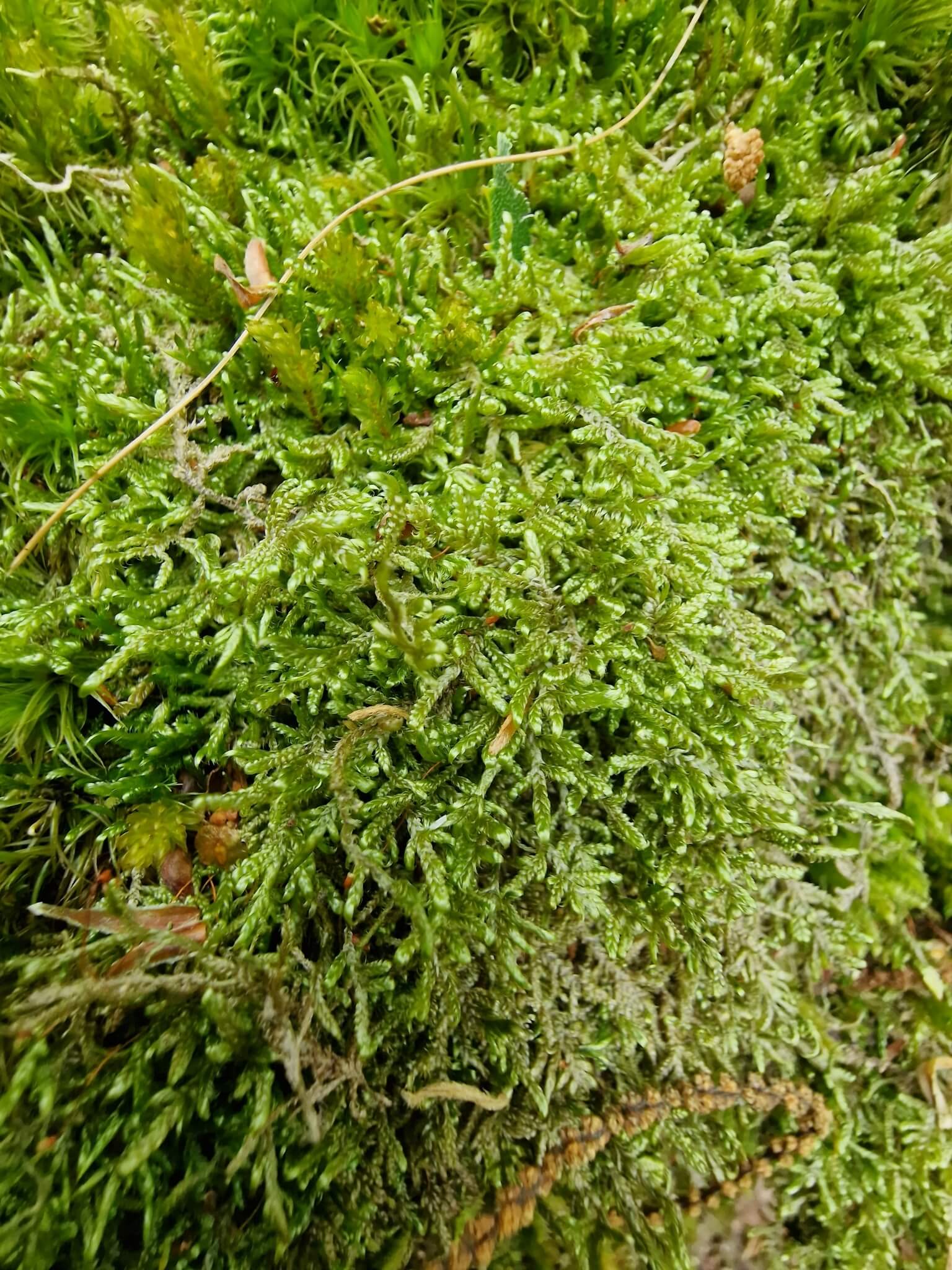 Bonfire Moss image