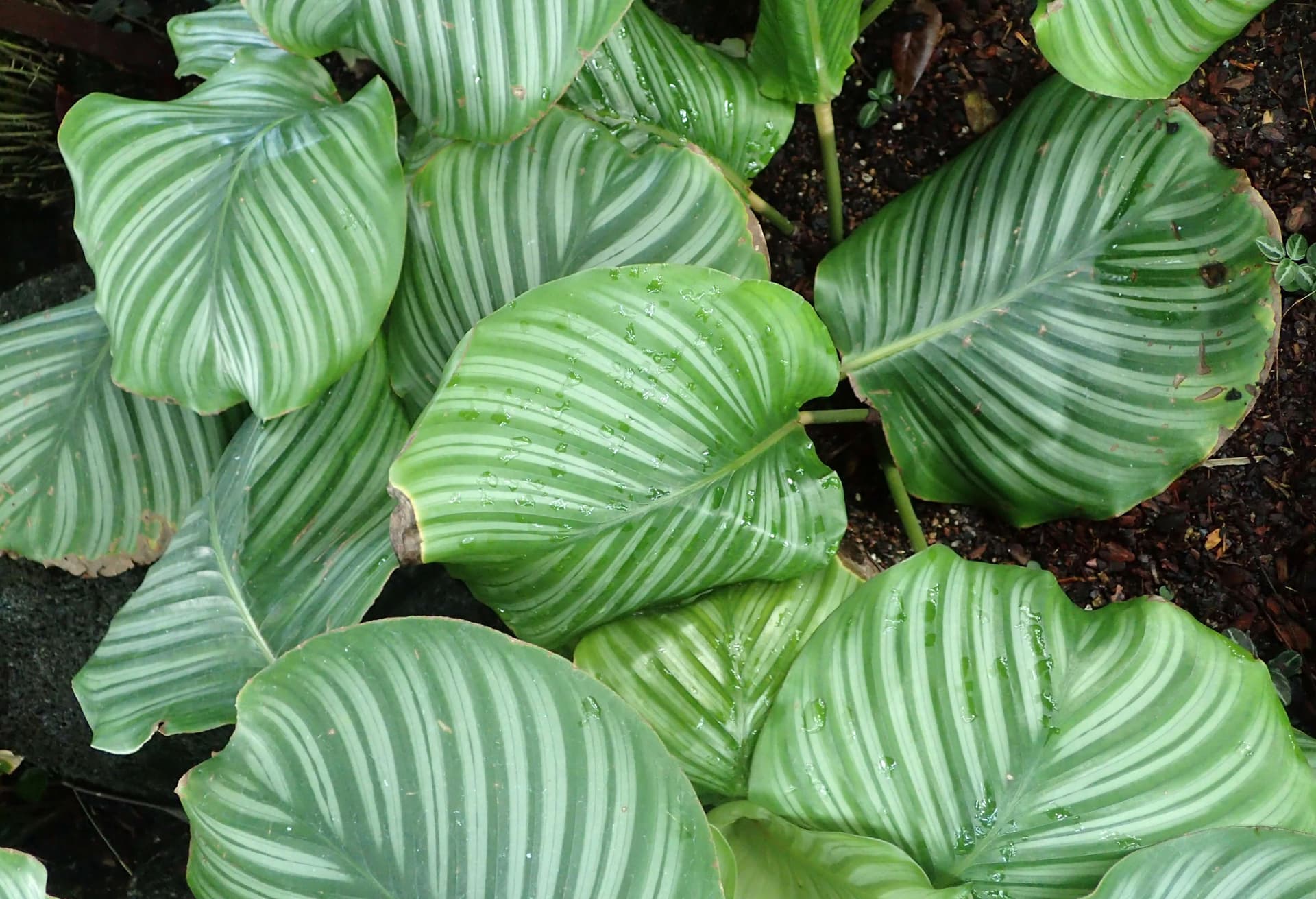 Calathea Orbifolia image