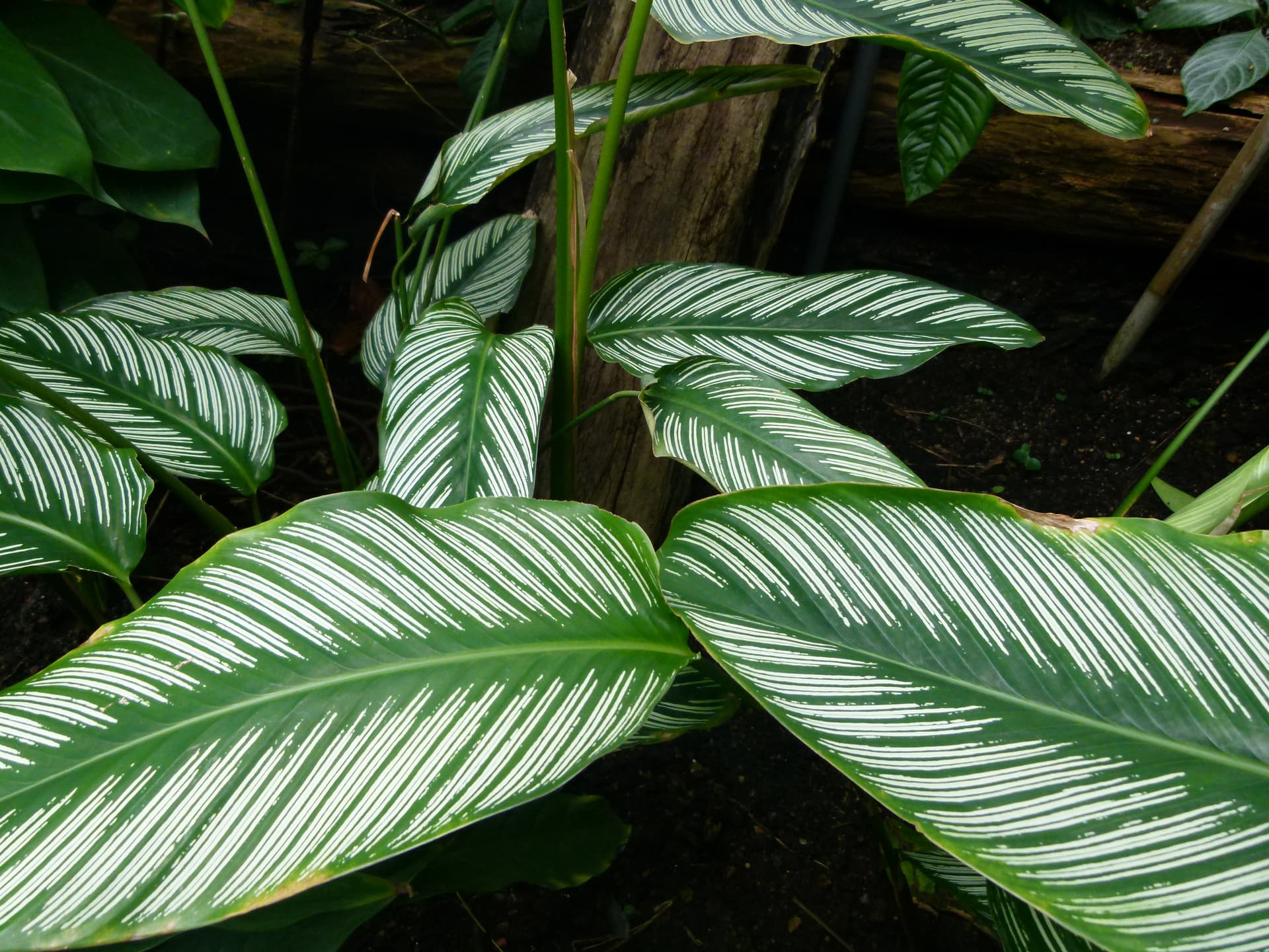 Pinstripe Calathea image