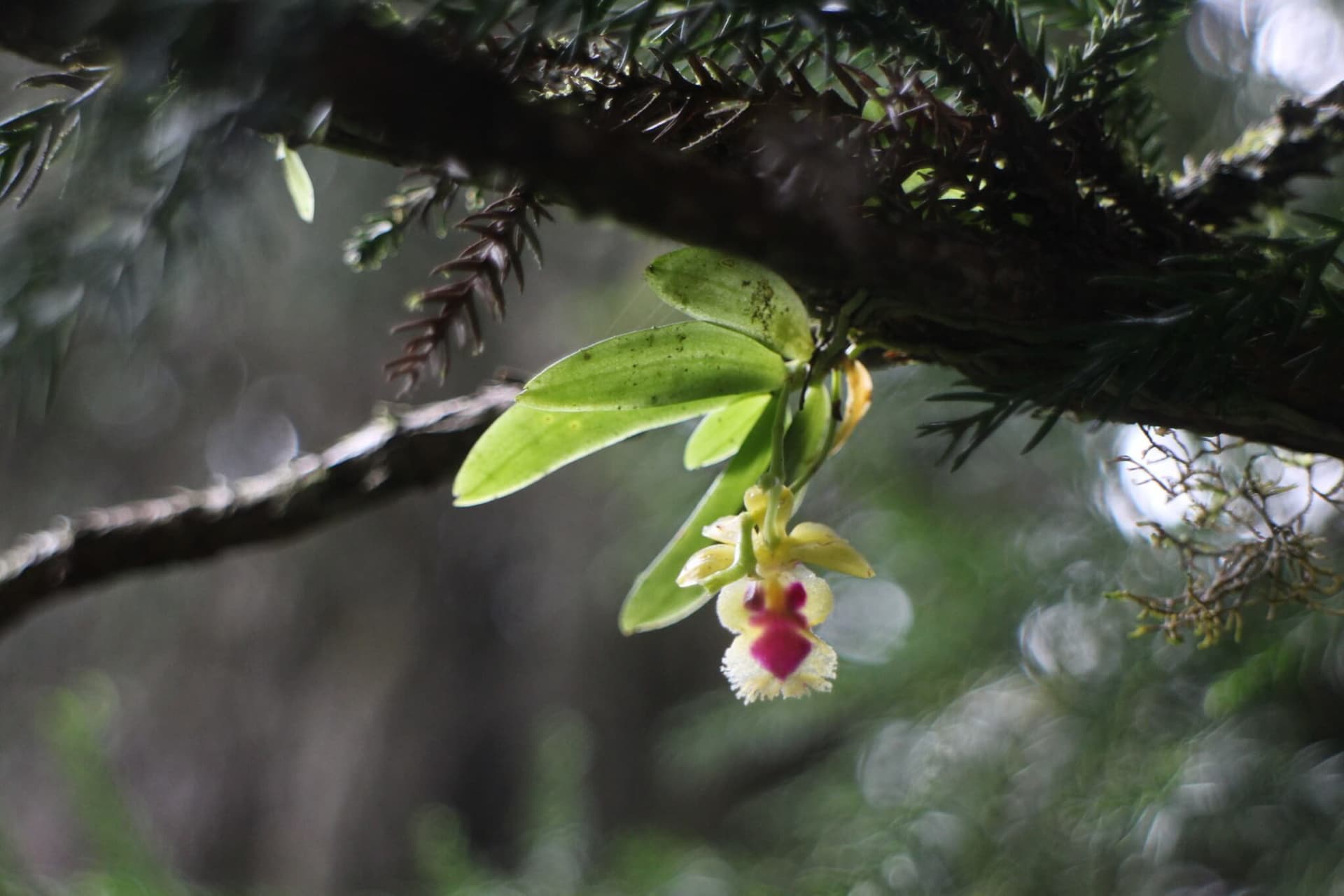 Taiwan Fragrant Orchid image